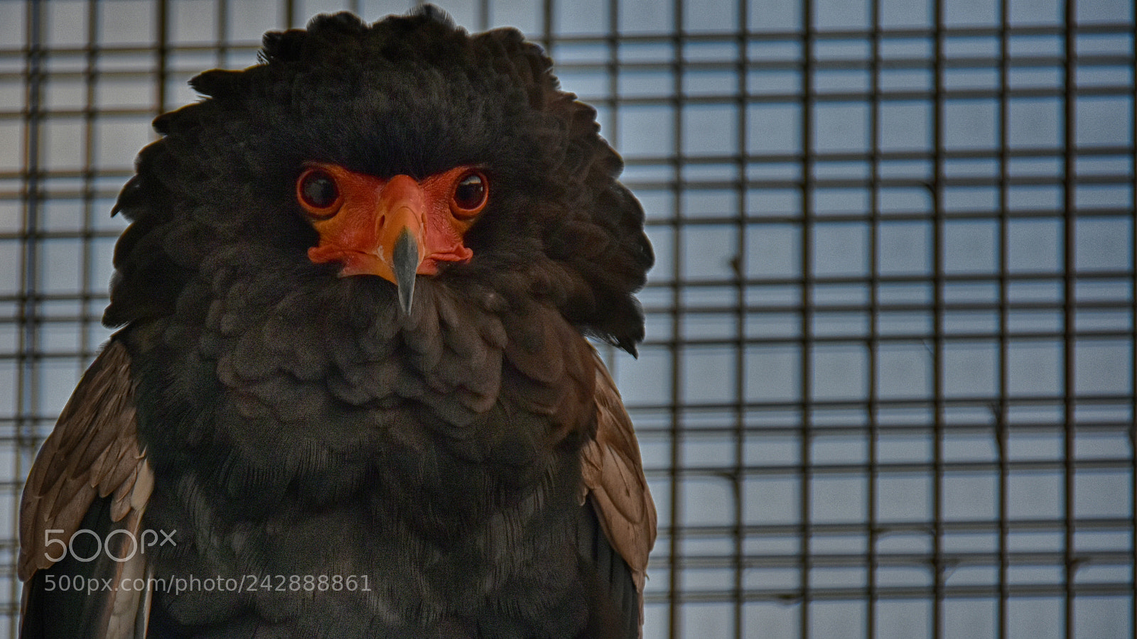 Nikon D7200 sample photo. Batty photography