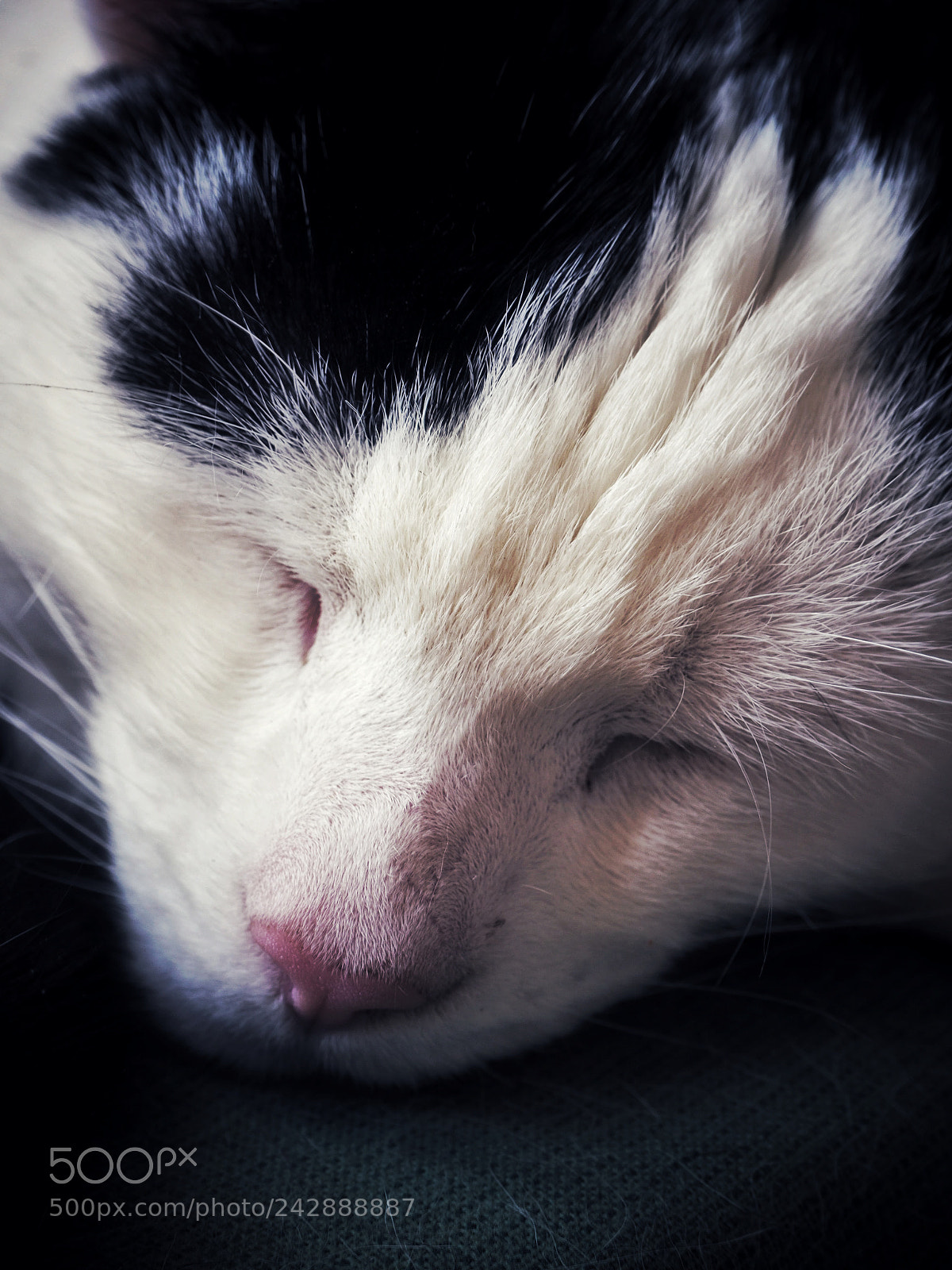 Olympus OM-D E-M10 II sample photo. Sleepy cat photography