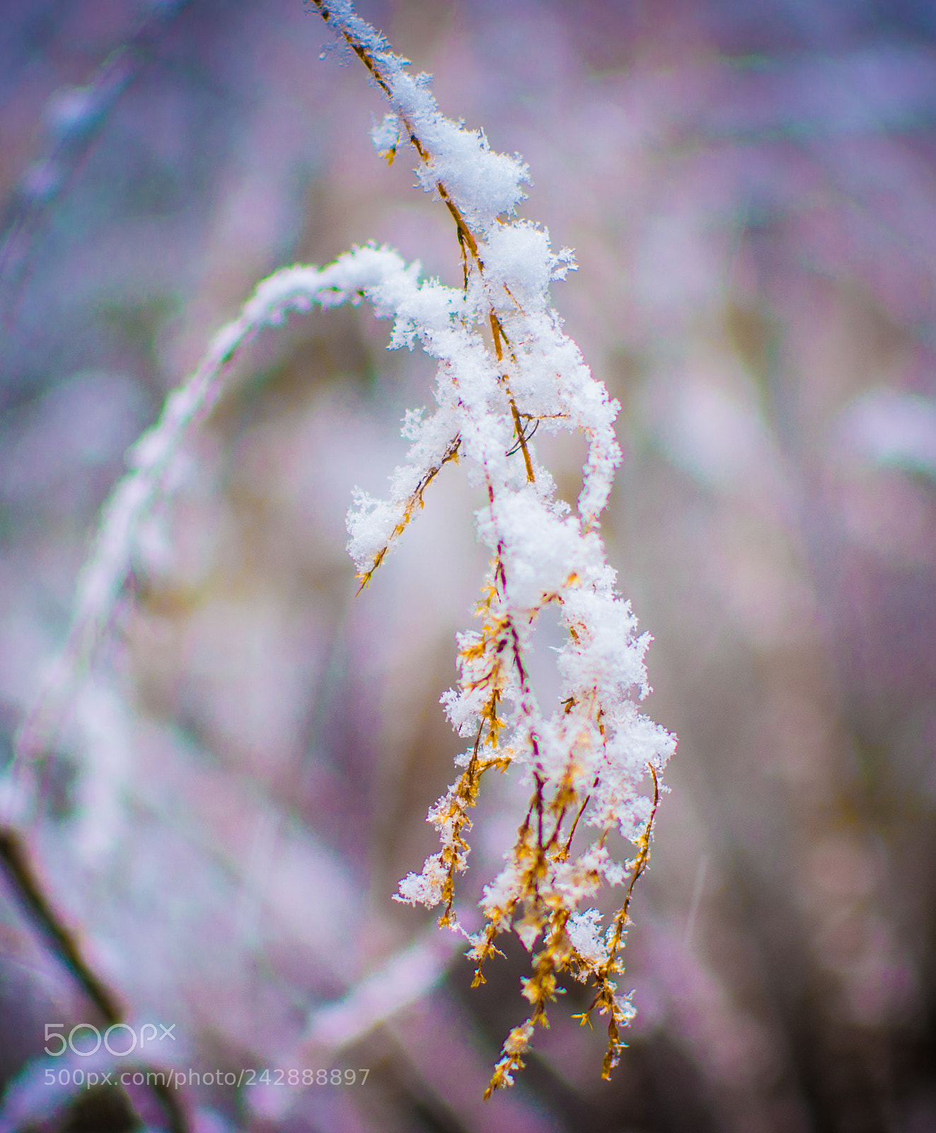 Nikon D7100 sample photo. Winter photography