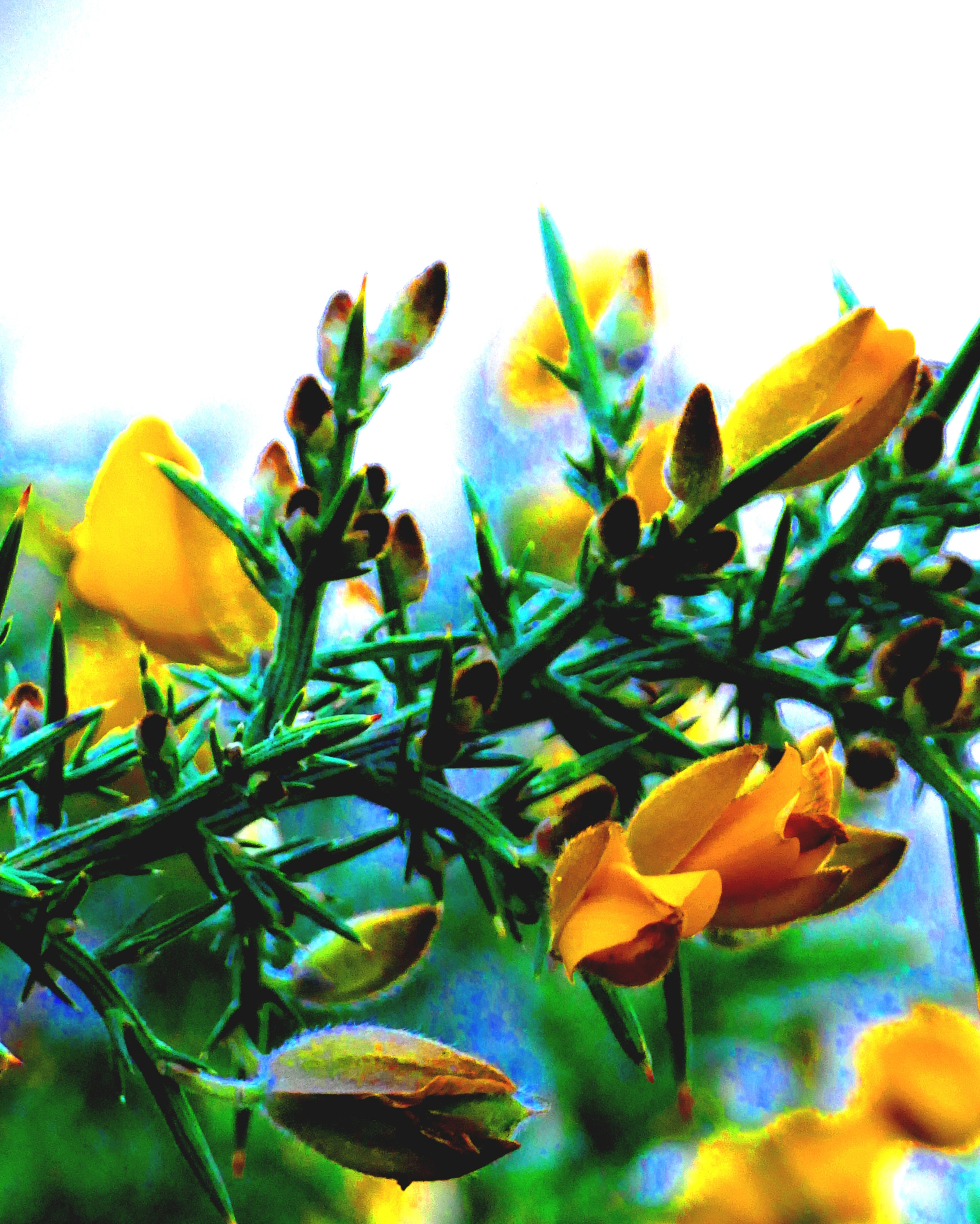 Panasonic PHOTOfunSTUDIO 9.5 PE sample photo. Ulex breoganii photography