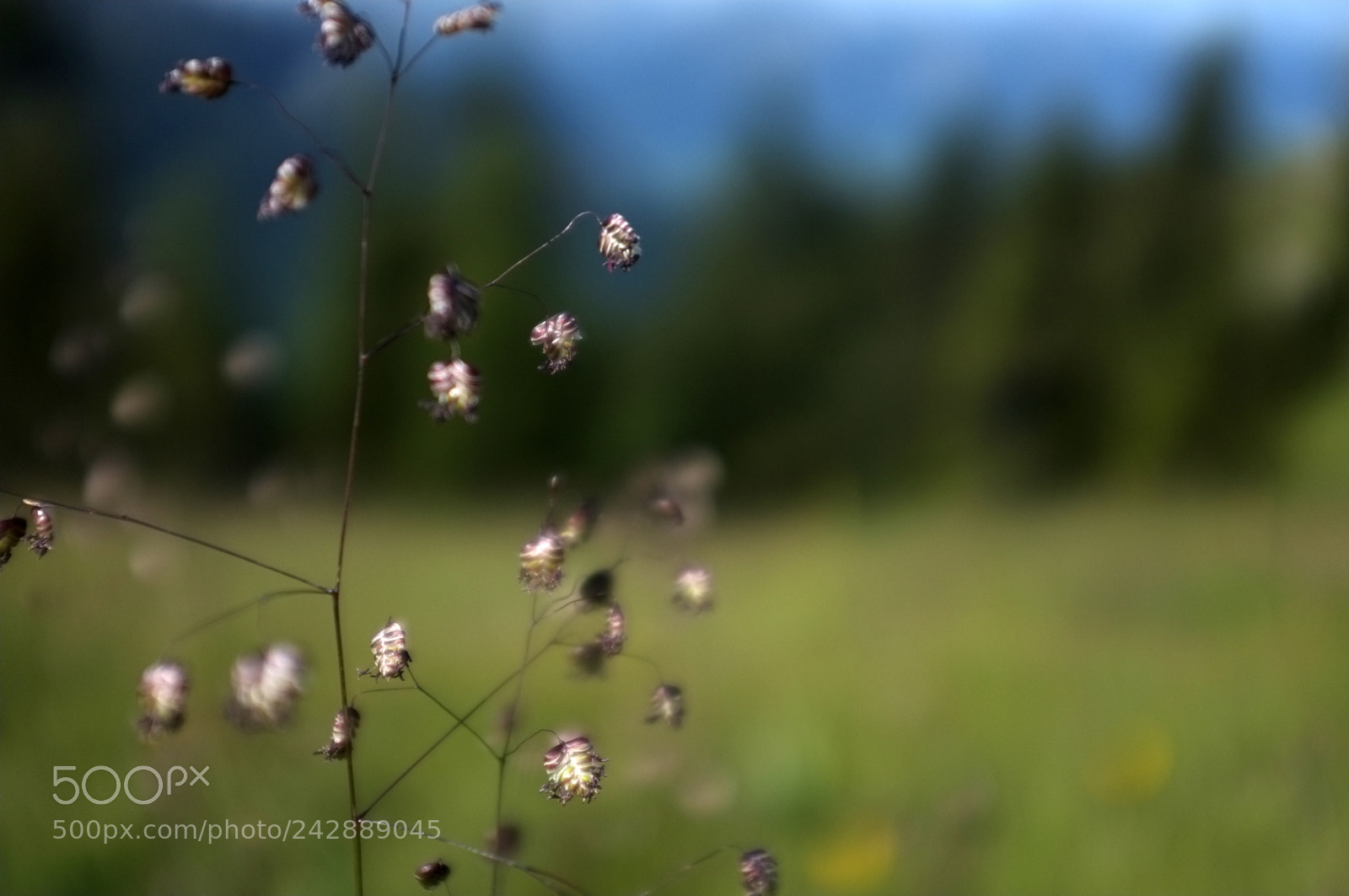 Fujifilm FinePix X100 sample photo. A gudiol muns diverses photography