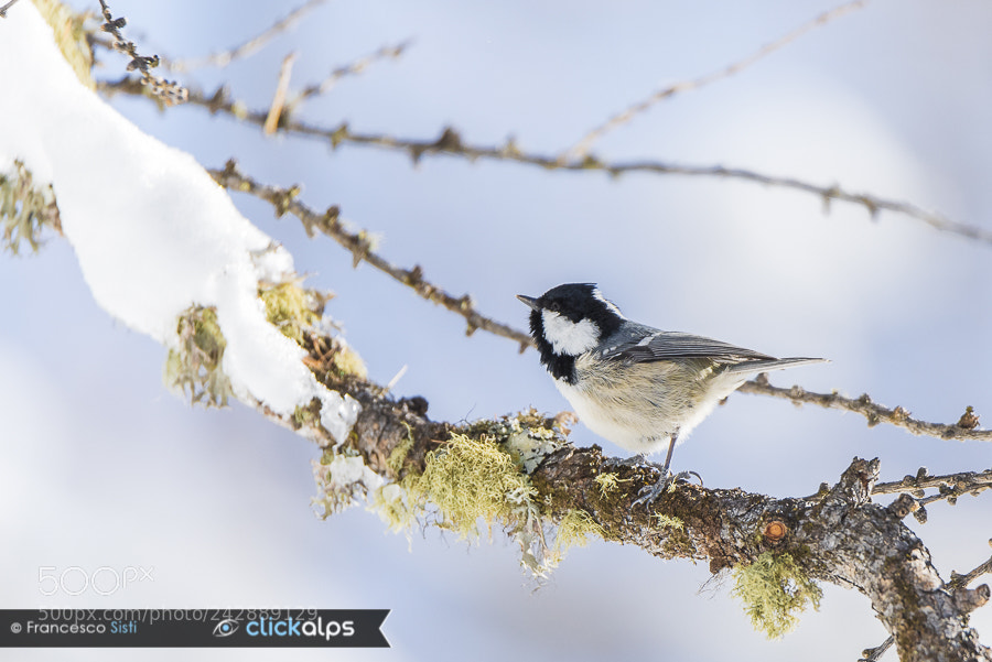 Nikon D810 sample photo. Blackberry tit - periparus photography