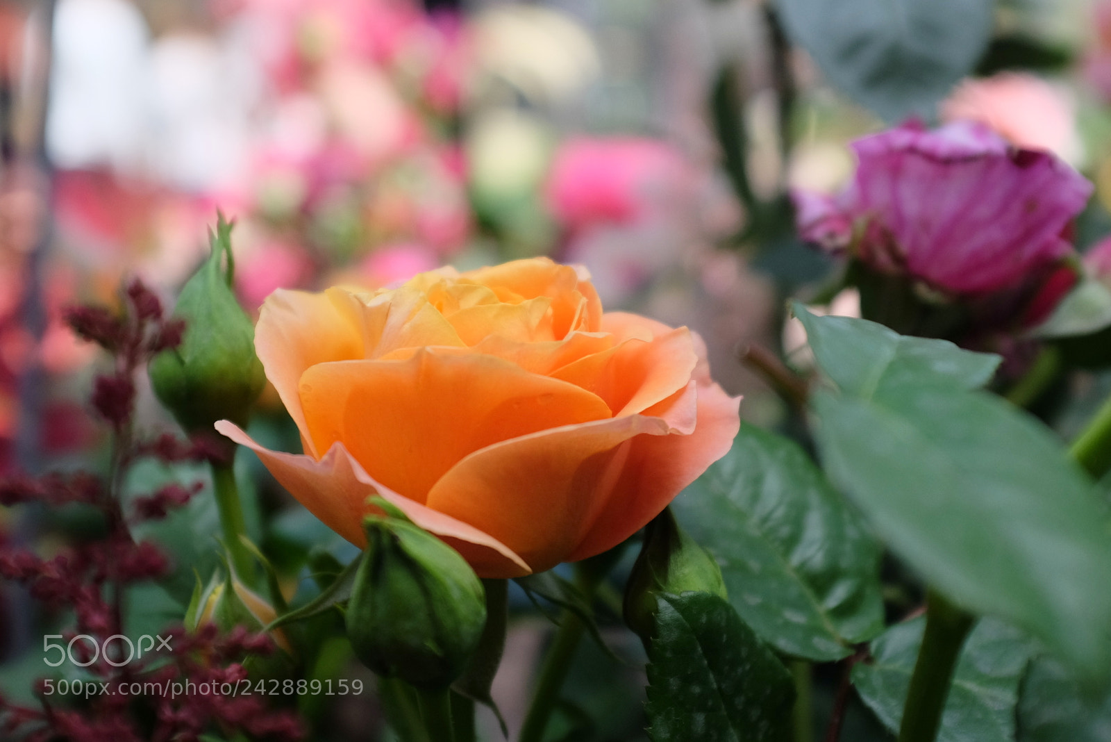 Fujifilm X100S sample photo. A gudiol muns diverses photography