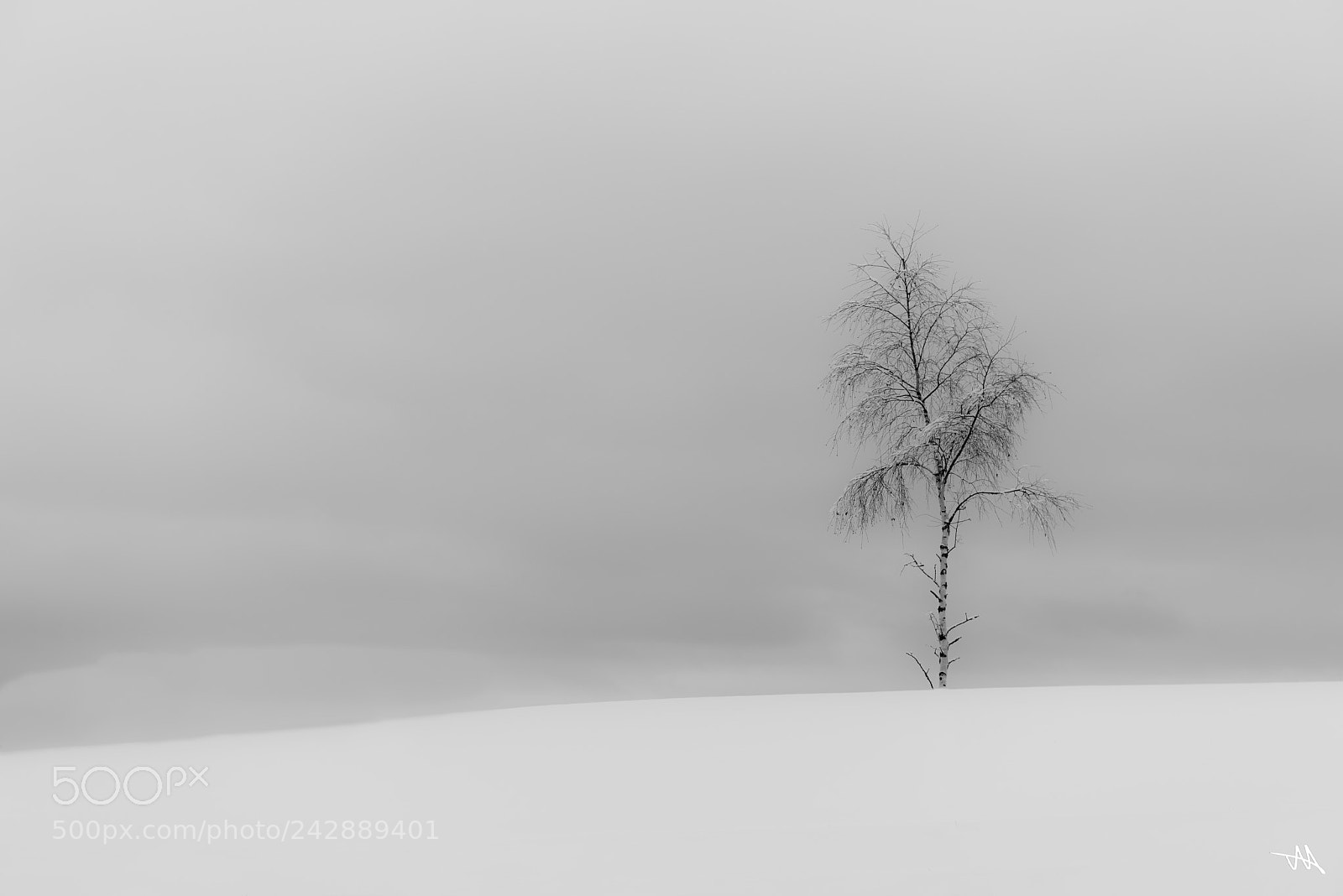 Nikon D810 sample photo. Winter bush photography