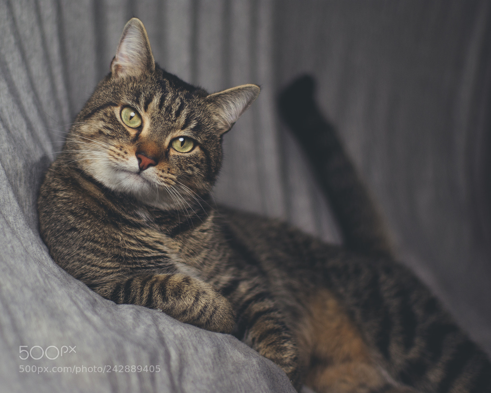 Sony Alpha DSLR-A300 sample photo. Lolo photography