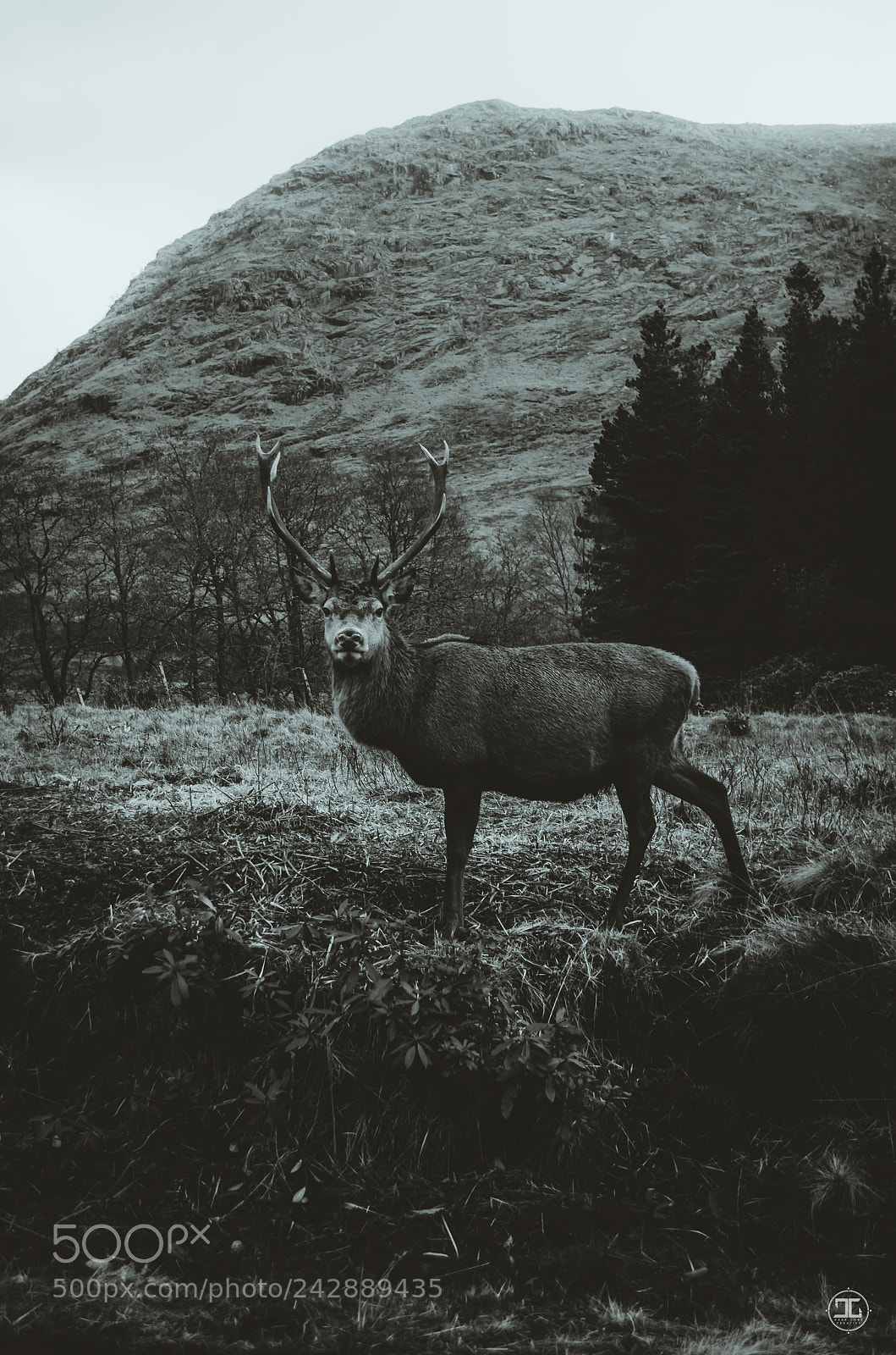 Nikon D5100 sample photo. Glen etive photography