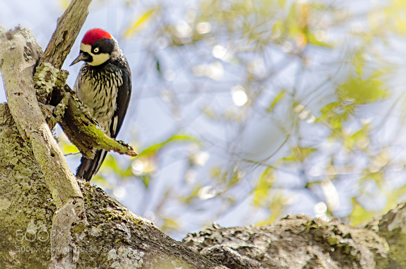 Nikon D5100 sample photo. Woodpecker photography