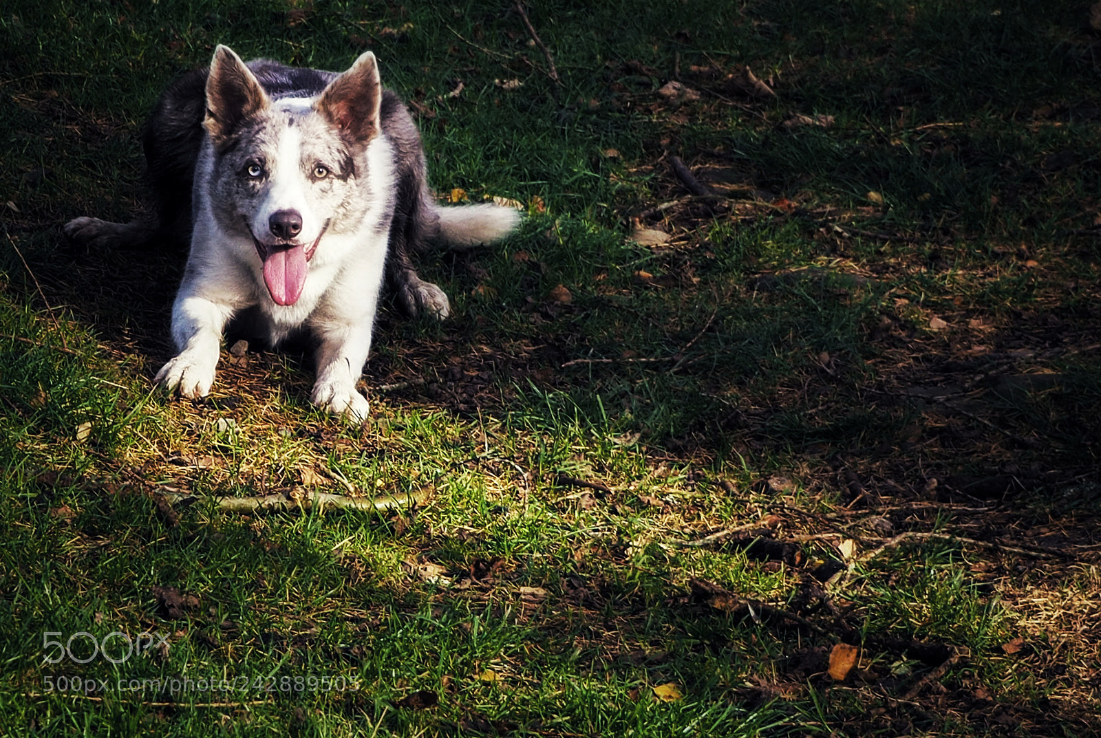 Olympus OM-D E-M10 II sample photo. Ready to pounce photography