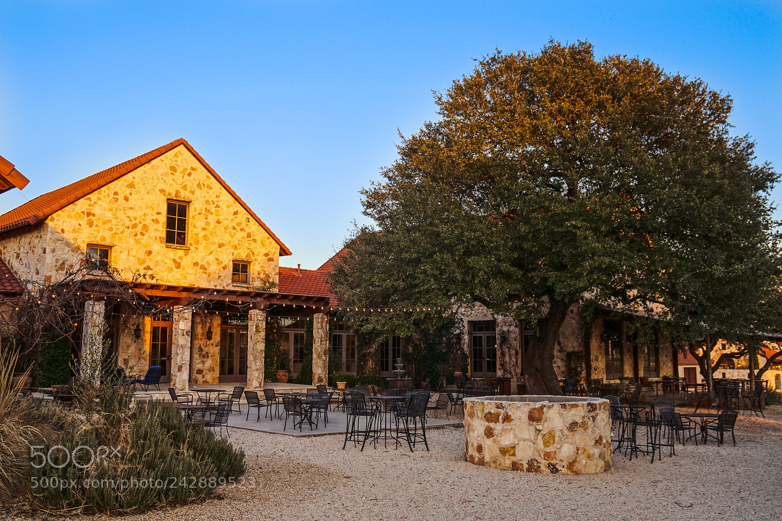 Sony a6500 sample photo. Vineyard at florence photography