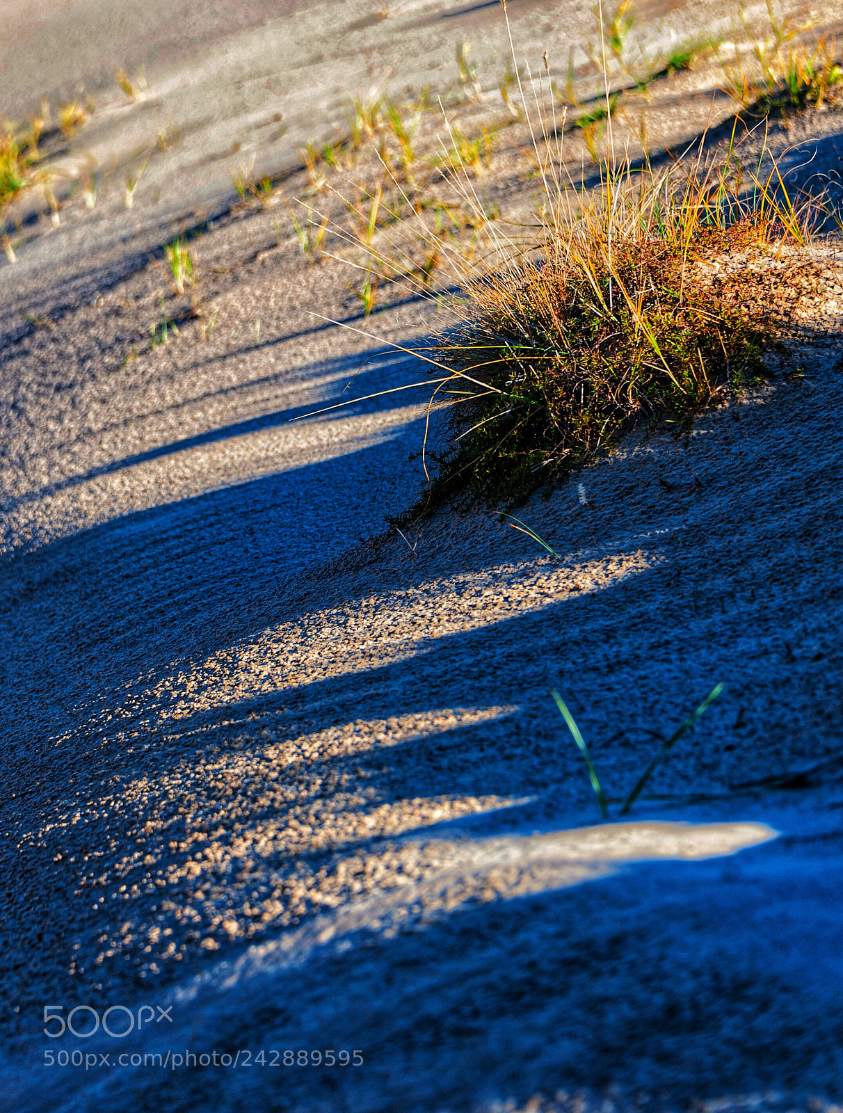Nikon D700 sample photo. 沙漠中的小草 photography