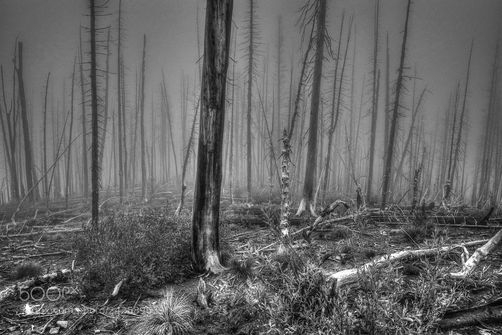 Fujifilm X-T10 sample photo. The forest of standing photography