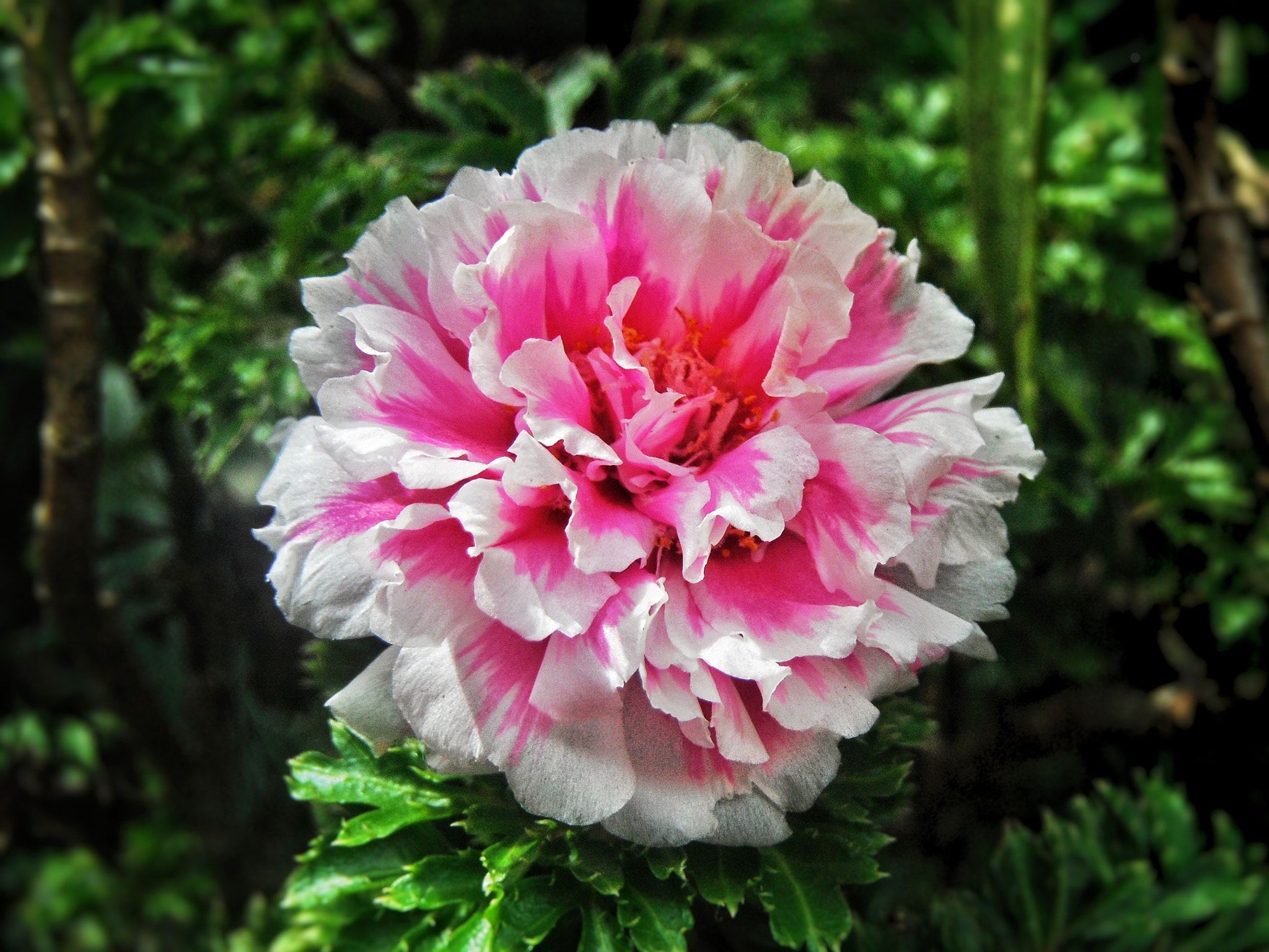 FujiFilm Finepix Z90 (Finepix Z91) sample photo. Ranunculus/magic rose/persian buttercup photography