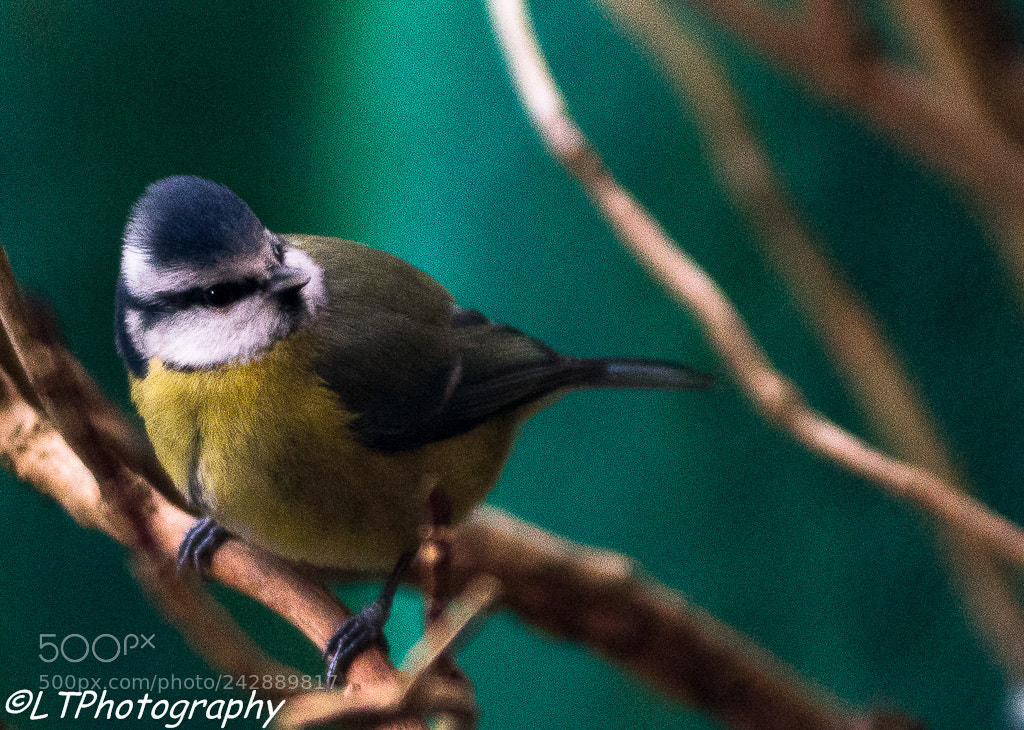 Canon EOS 77D (EOS 9000D / EOS 770D) sample photo. Blue tit in the photography
