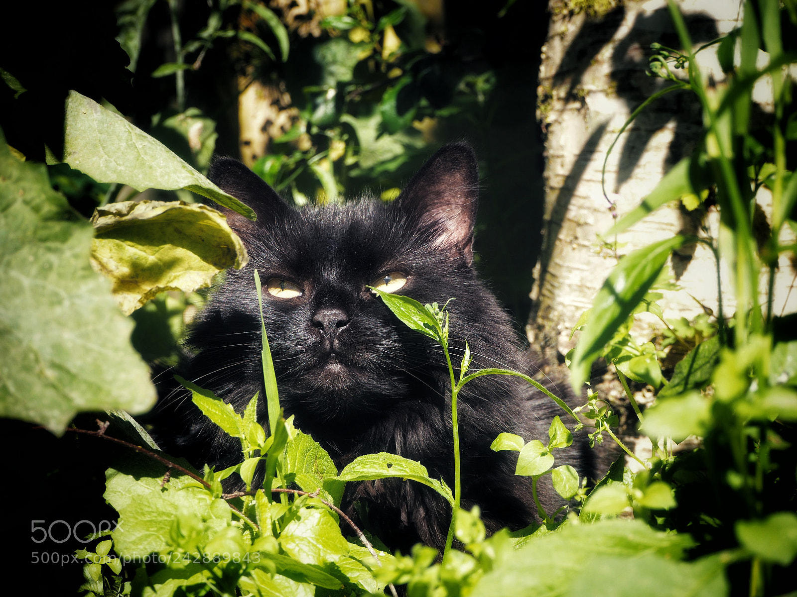 Olympus OM-D E-M10 II sample photo. Black beauty photography