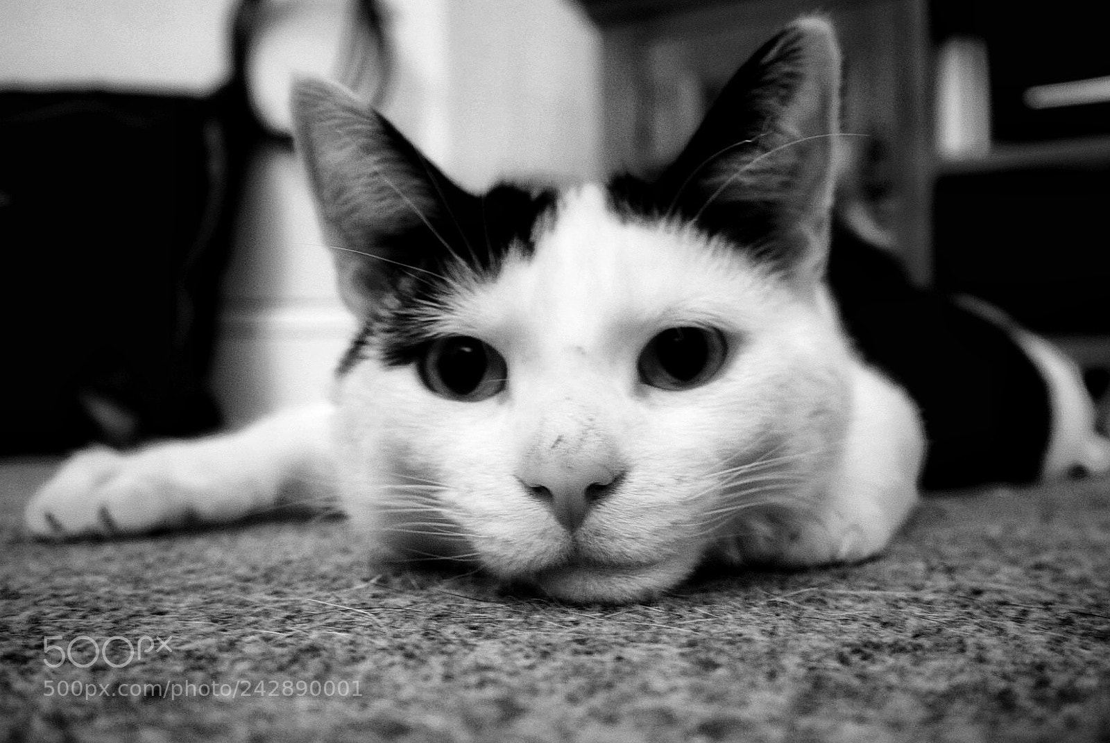 Olympus OM-D E-M10 II sample photo. Flat cat photography