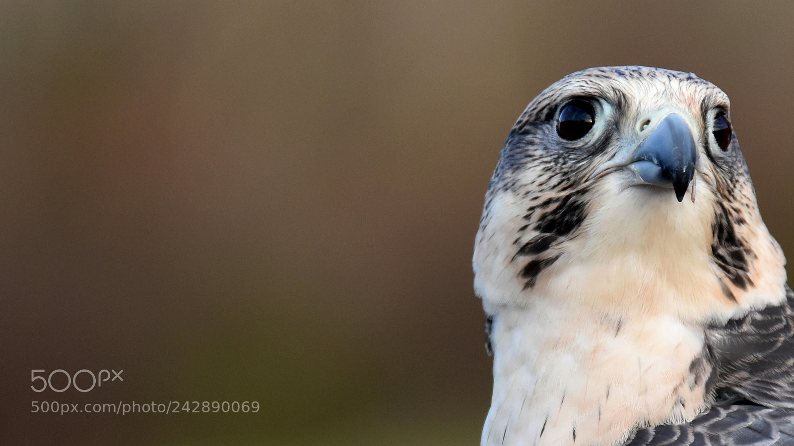 Nikon D7200 sample photo. Milly the saker falcon photography