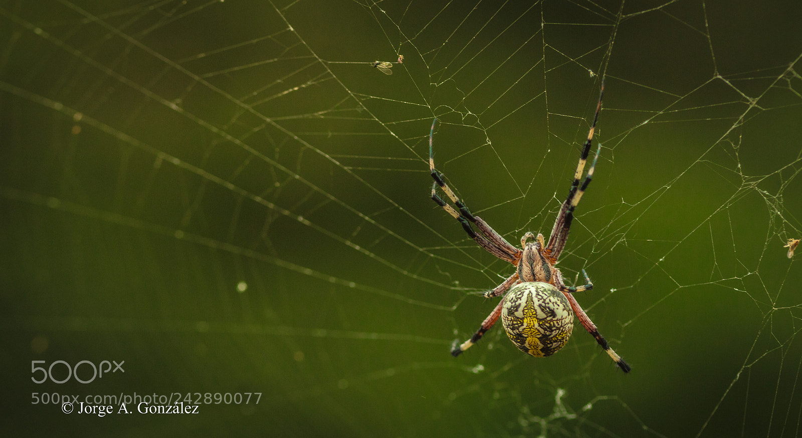 Canon EOS 700D (EOS Rebel T5i / EOS Kiss X7i) sample photo. Spider photography