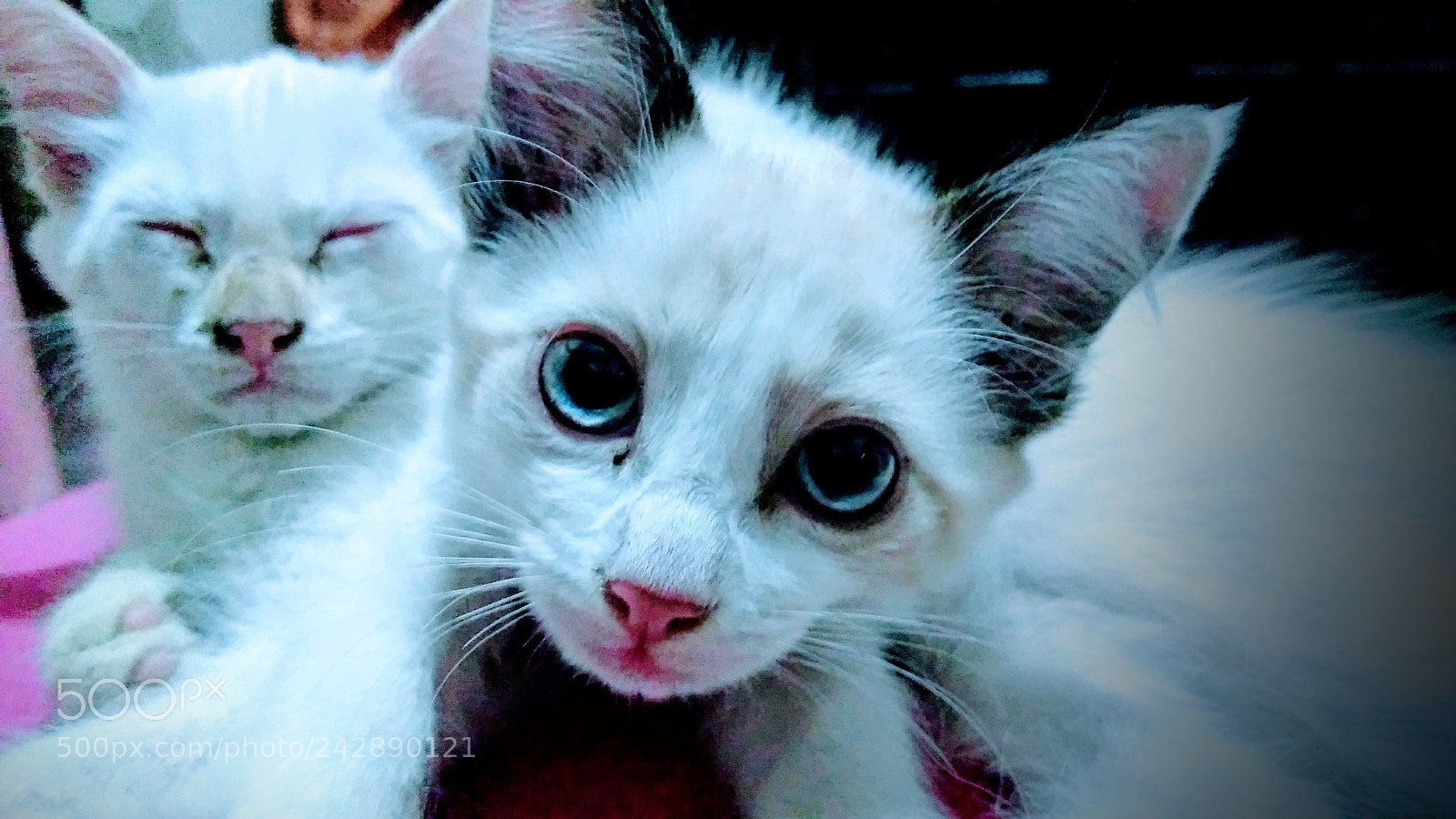 Motorola Moto G Play sample photo. Untitled photography