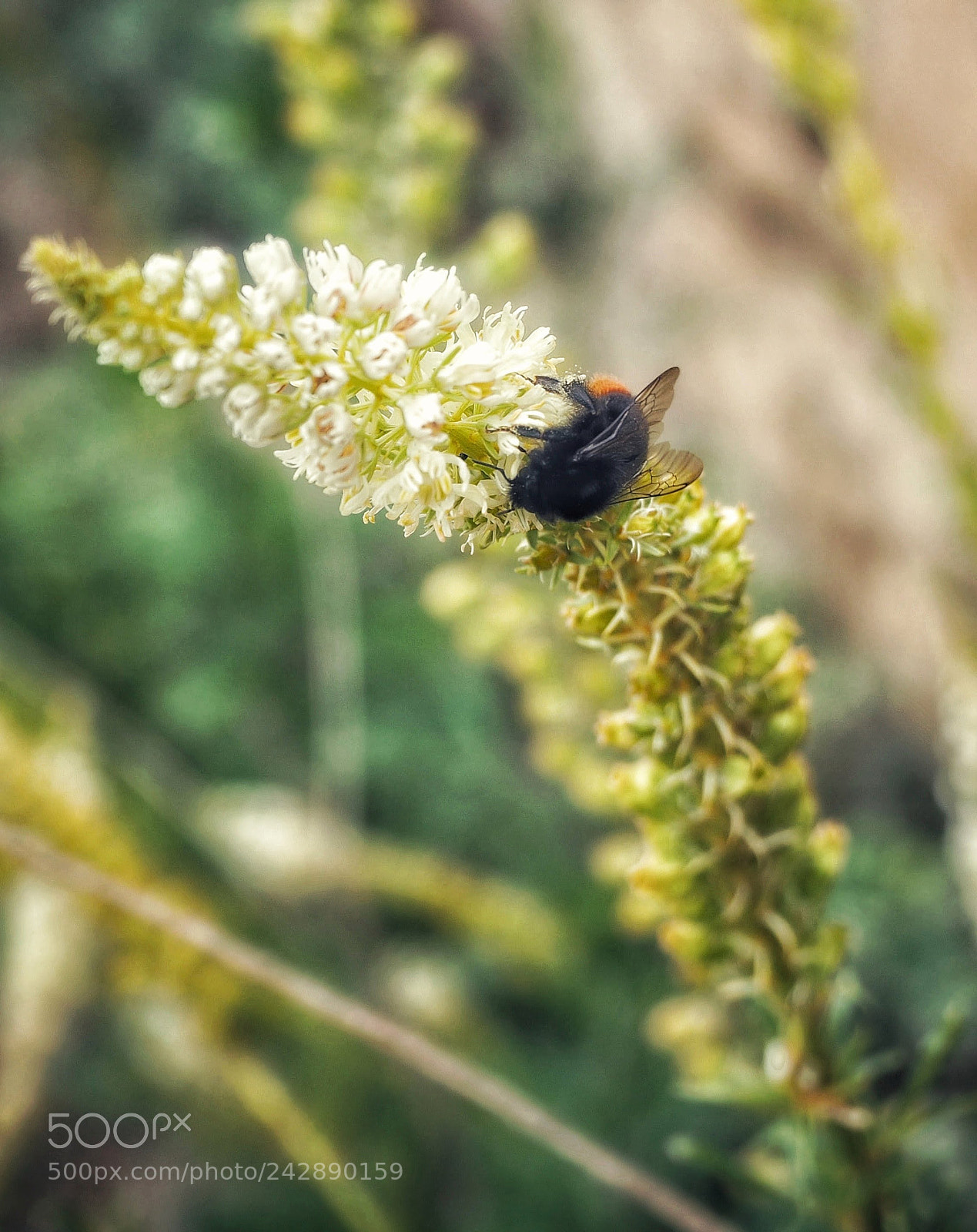Olympus OM-D E-M10 II sample photo. Bumble photography