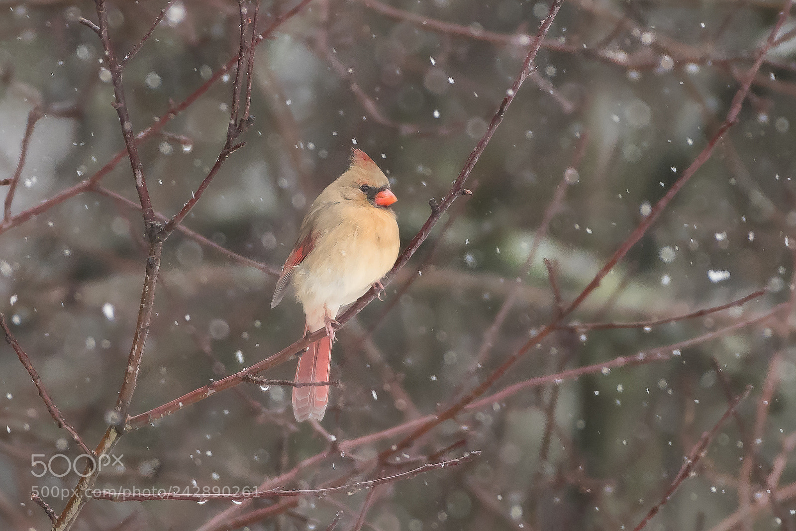 Nikon D500 sample photo. Snow bird photography