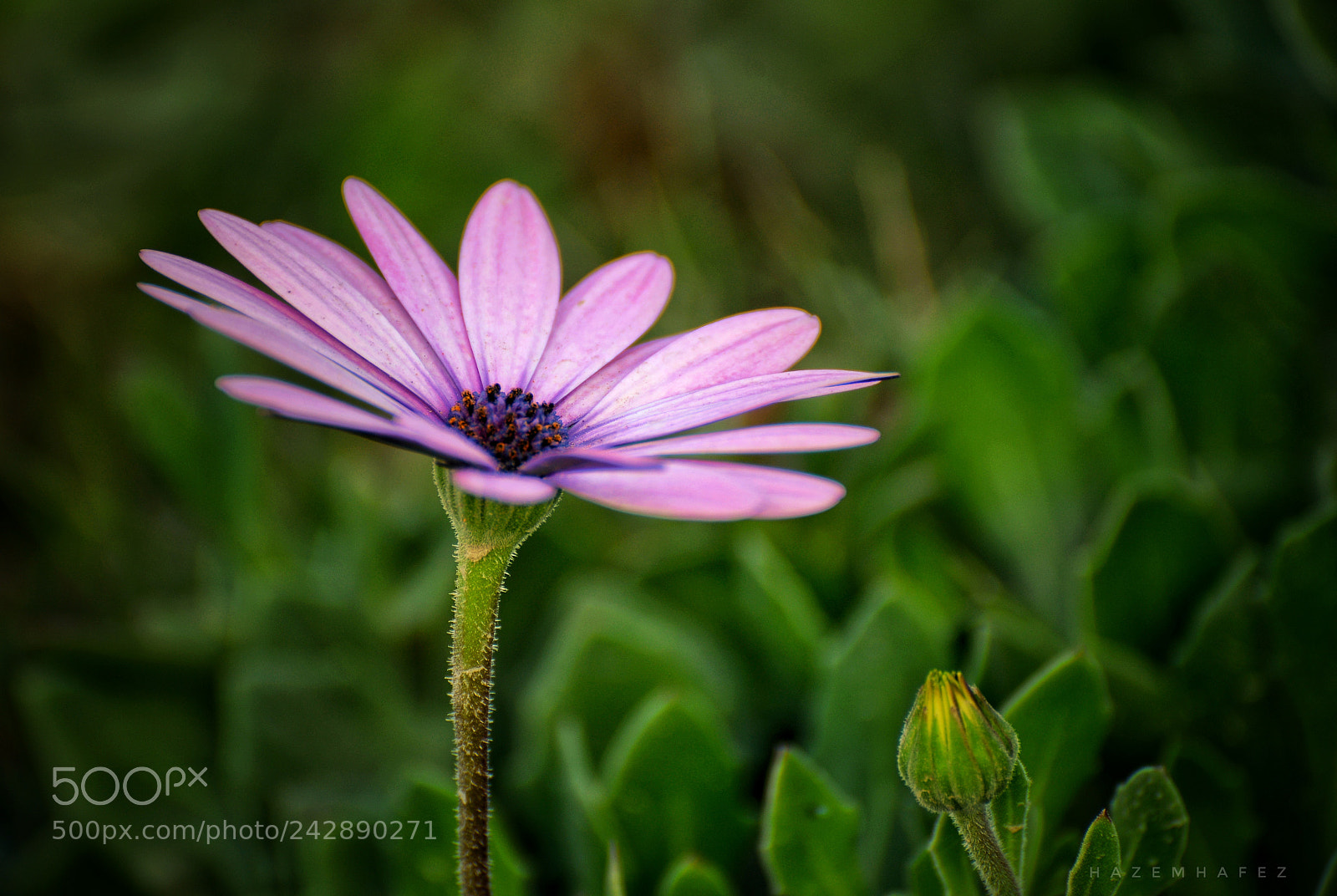 Nikon D610 sample photo. Sushine photography