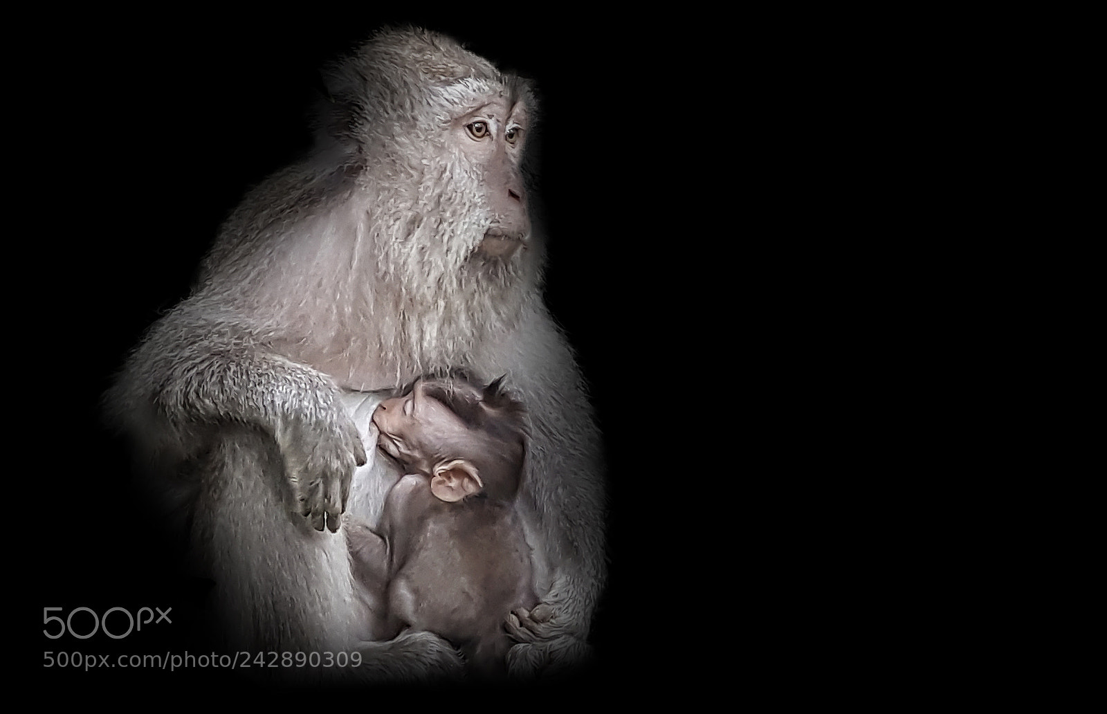 Samsung Galaxy S6 sample photo. Monkey photography