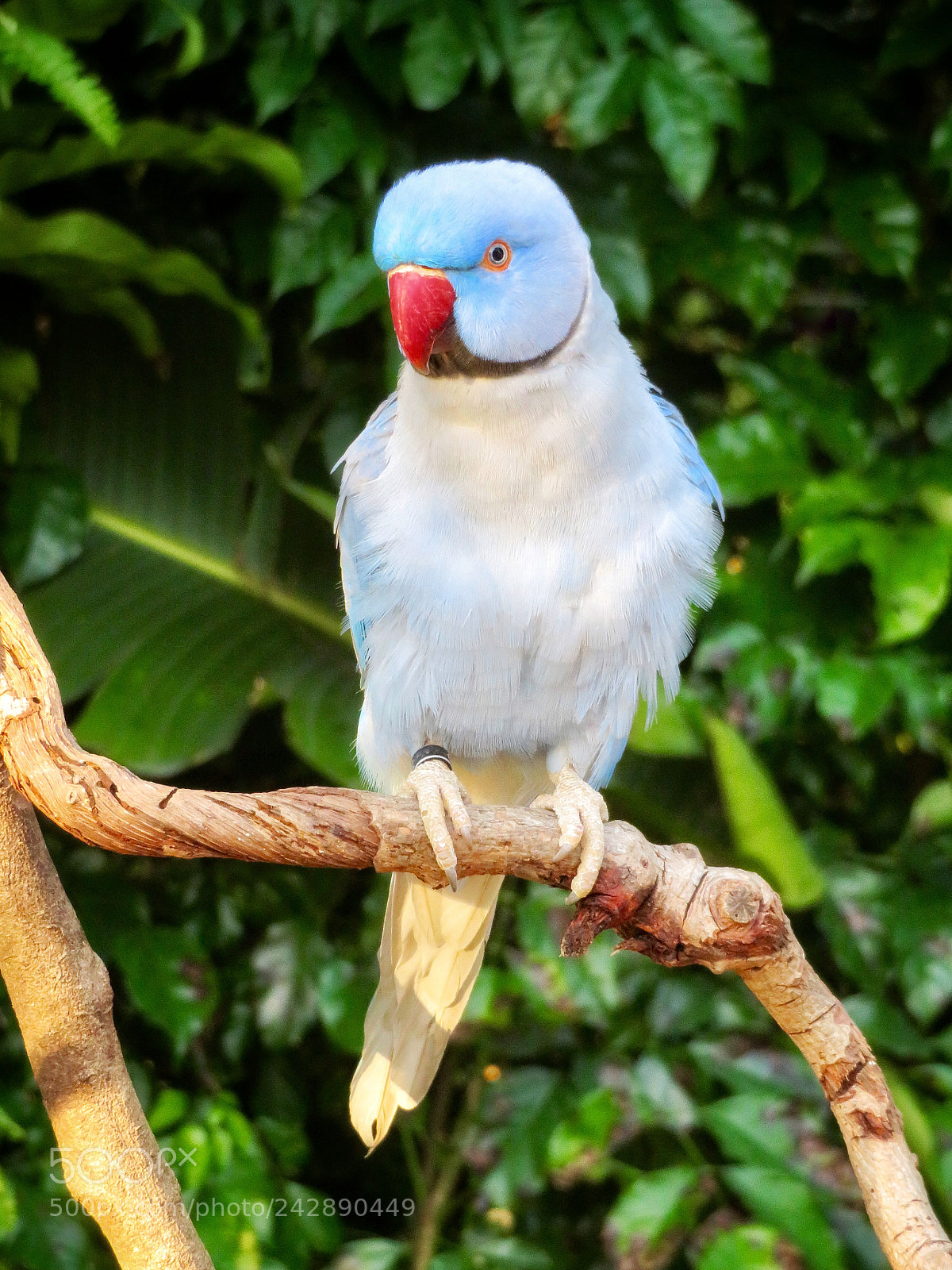 Canon PowerShot SX720 HS sample photo. Blue indian ringneck parakeet photography