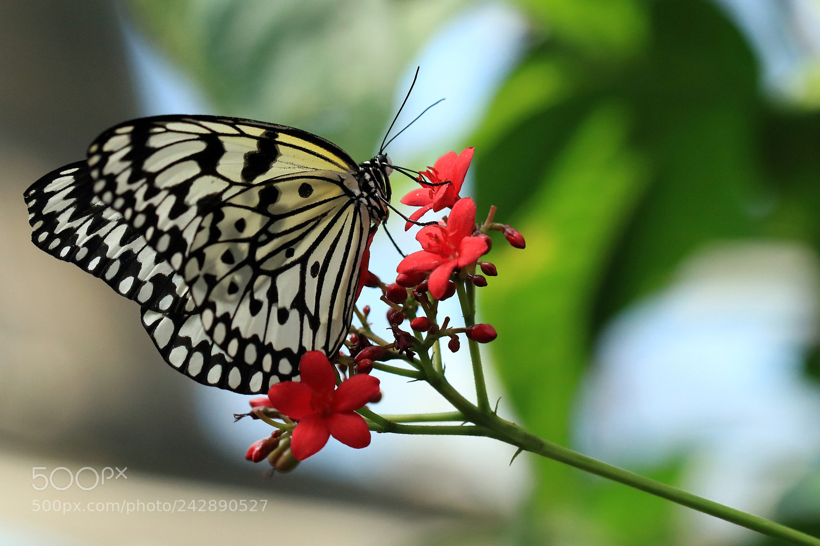 Canon EOS 760D (EOS Rebel T6s / EOS 8000D) sample photo. Paper kite photography