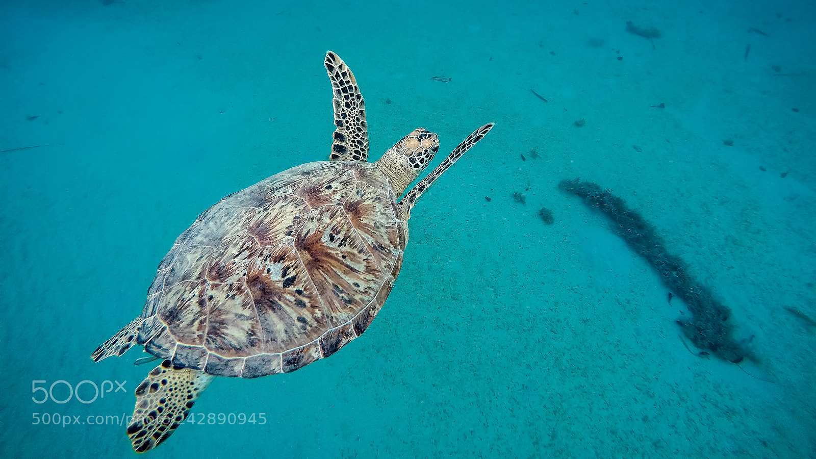 GoPro HERO4 Silver sample photo. Philippines turtle photography