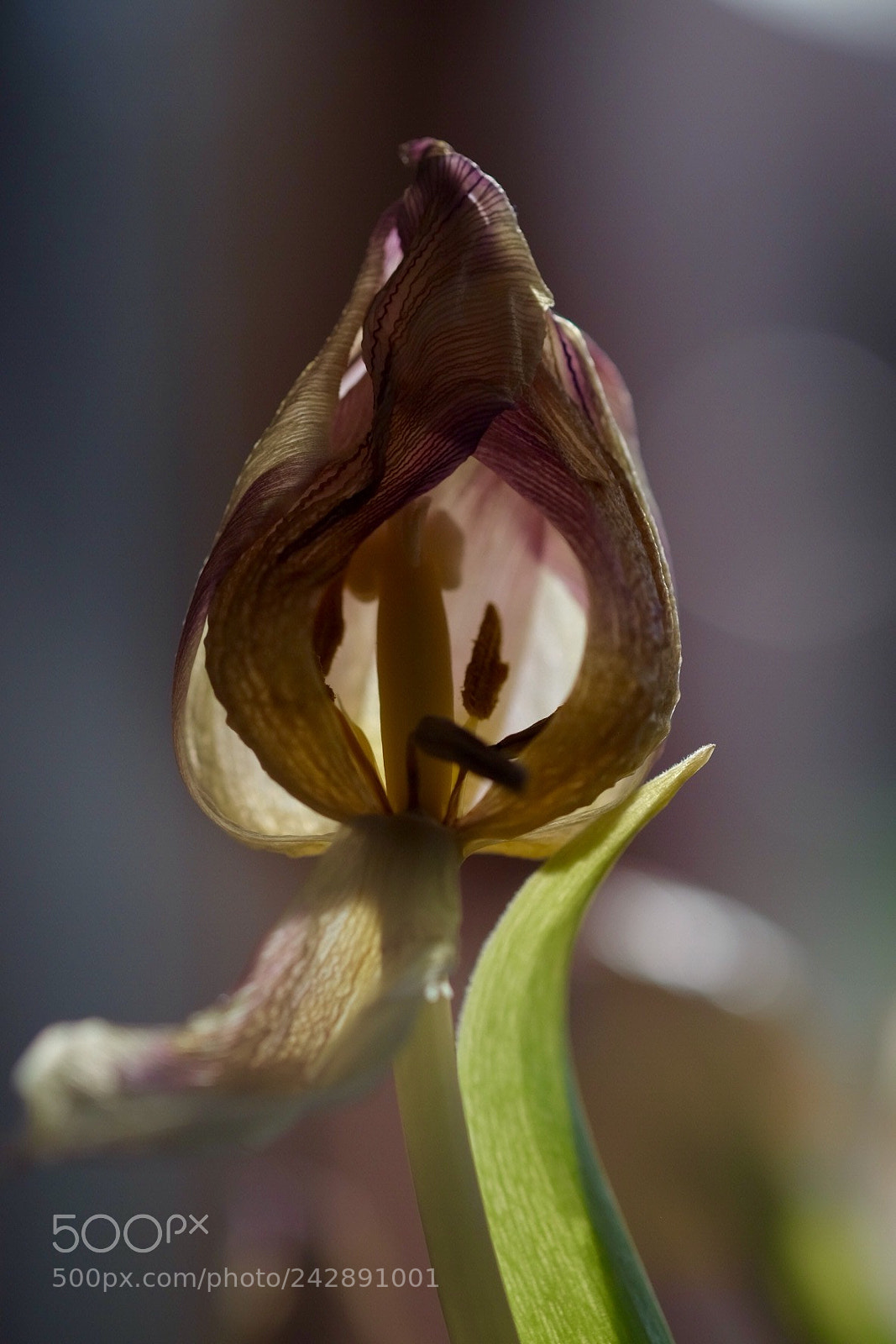 Fujifilm X-T1 sample photo. Flower photography