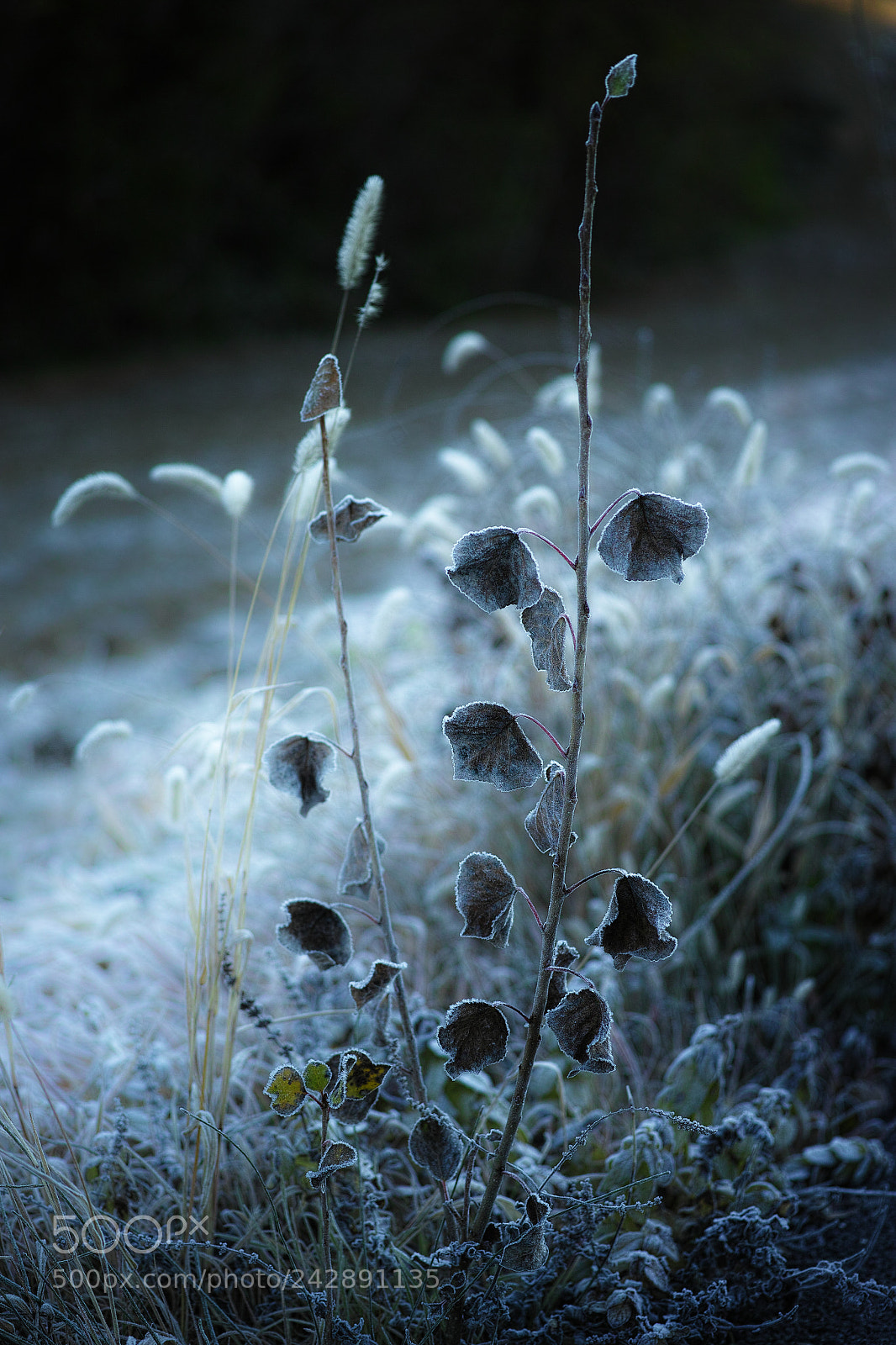 Sigma DP3 Merrill sample photo. A cold morning photography