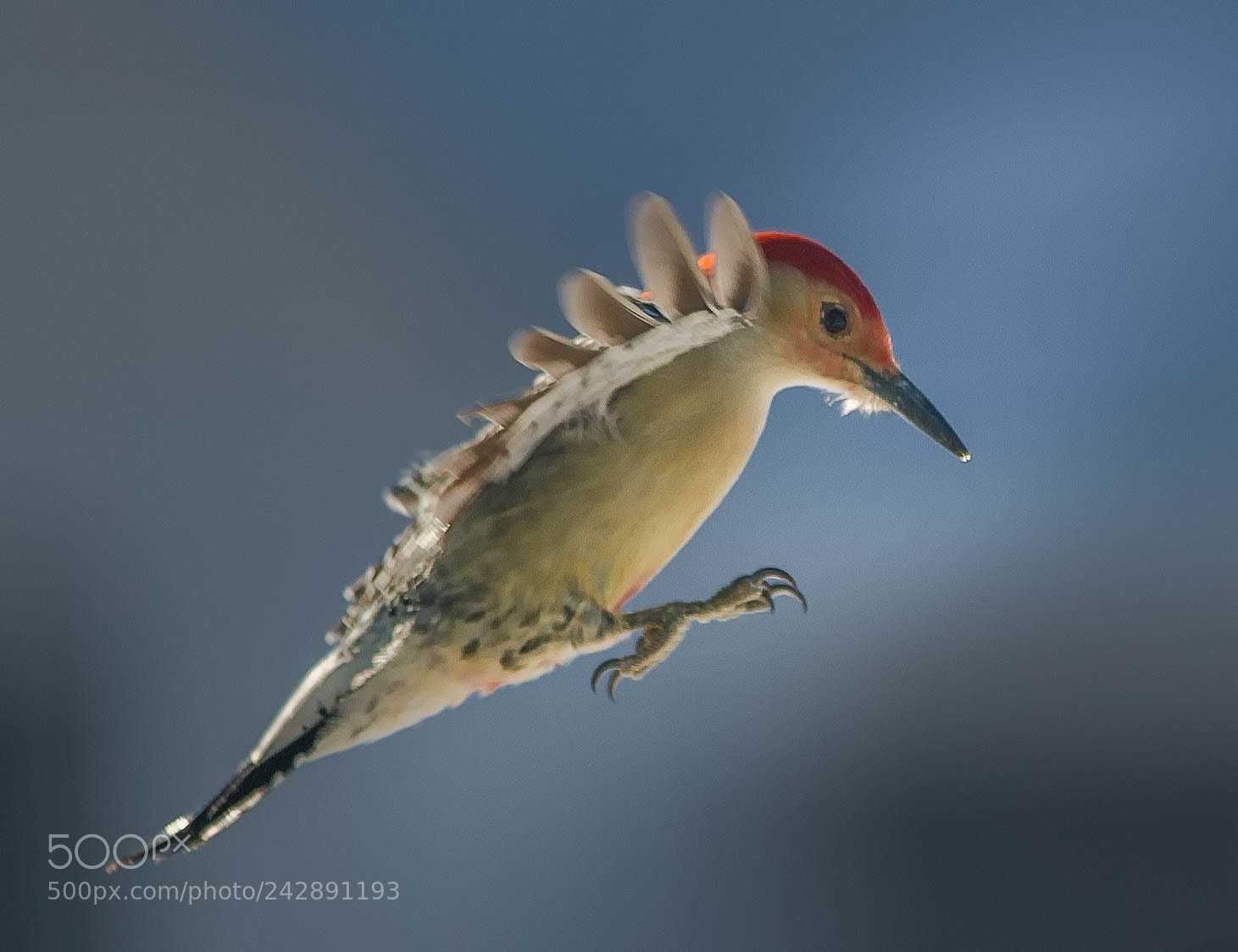 Nikon D4 sample photo. Flying woodpecker! photography