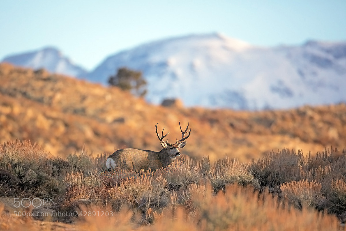 Canon EOS 5DS R sample photo. Mule deer buck during photography