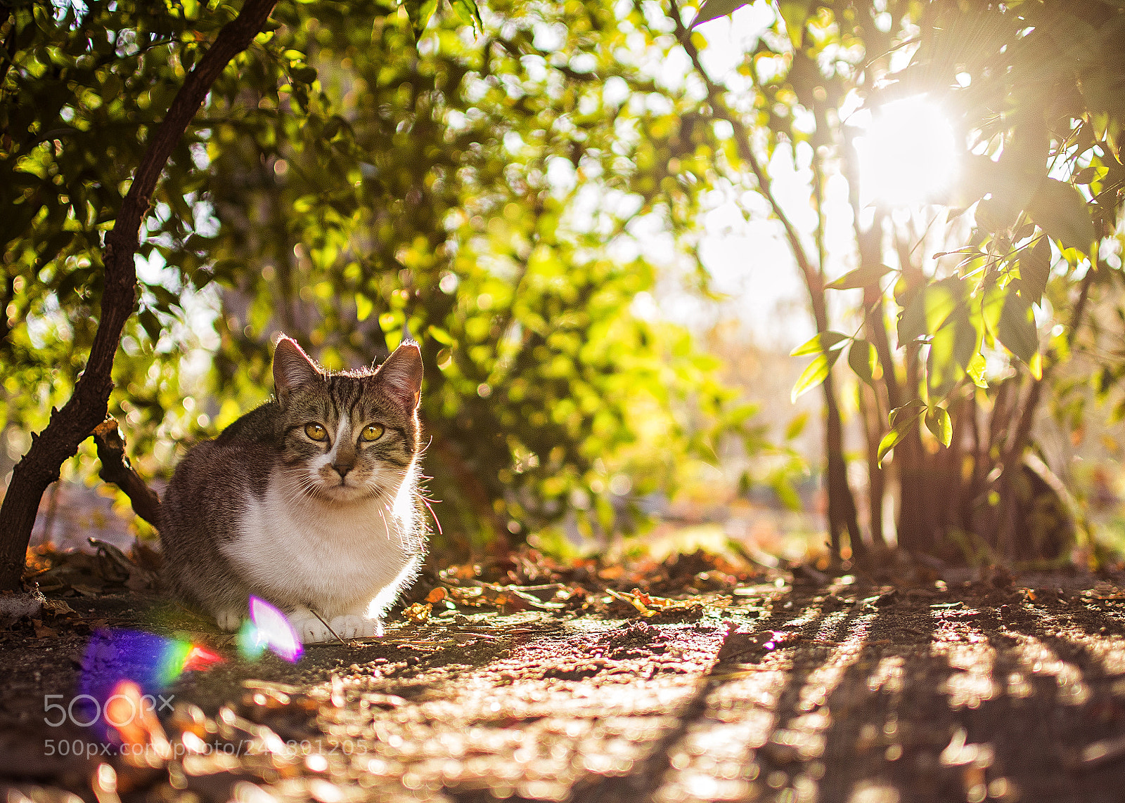 Nikon D5500 sample photo. Terror to humans photography