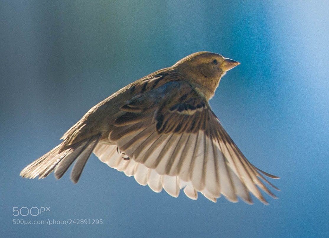 Nikon D4 sample photo. Sparrow on frigid morning! photography