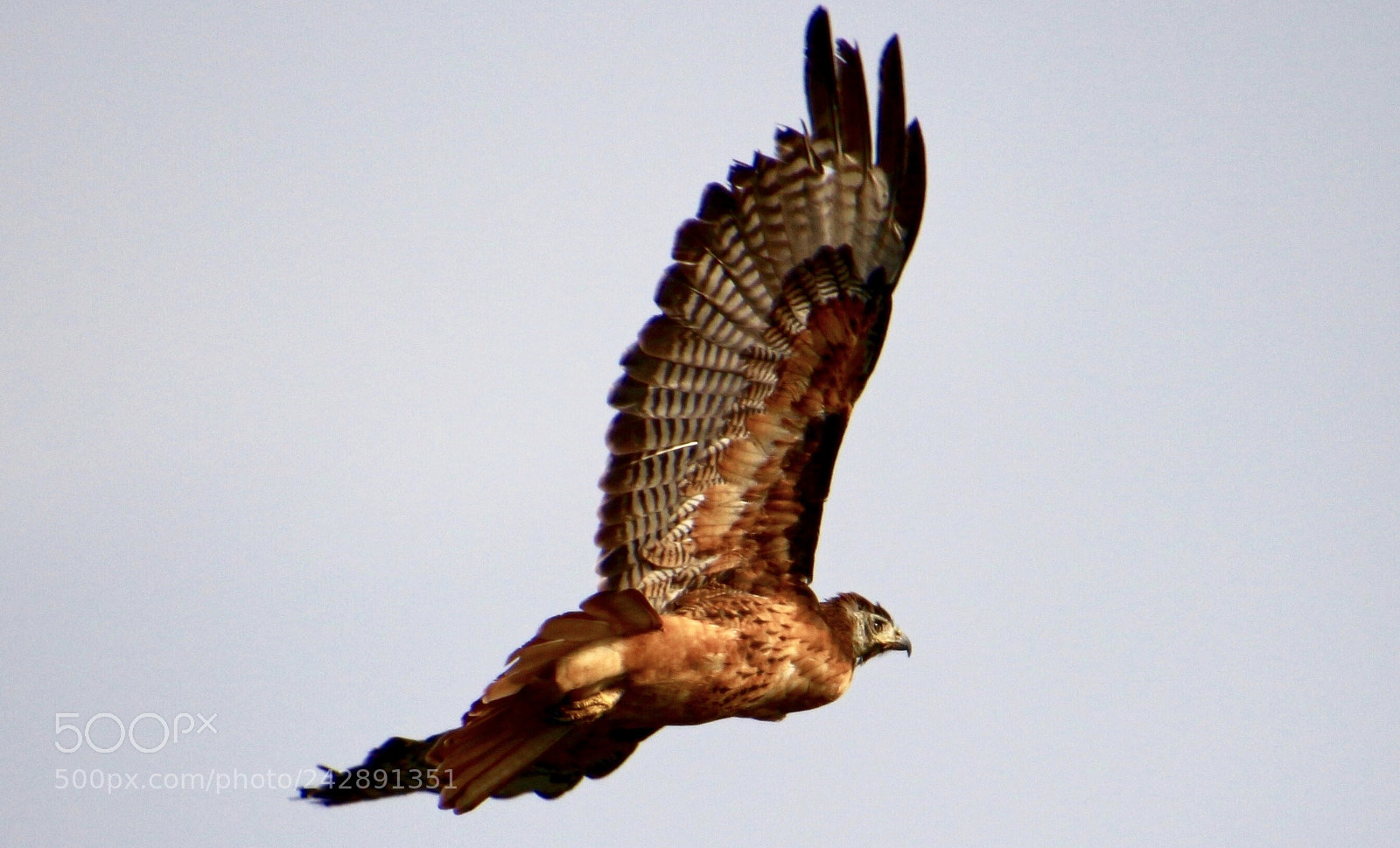 Canon EOS 700D (EOS Rebel T5i / EOS Kiss X7i) sample photo. Red tail hawk photography