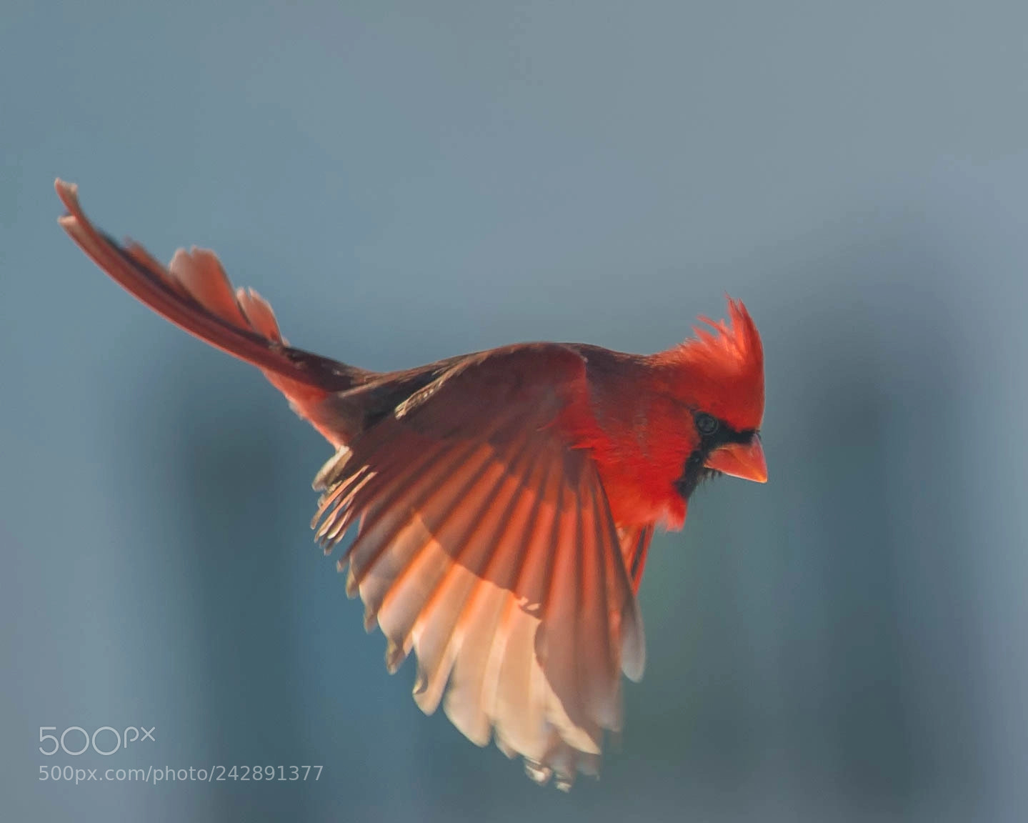 Nikon D4 sample photo. Male cardinal on a photography