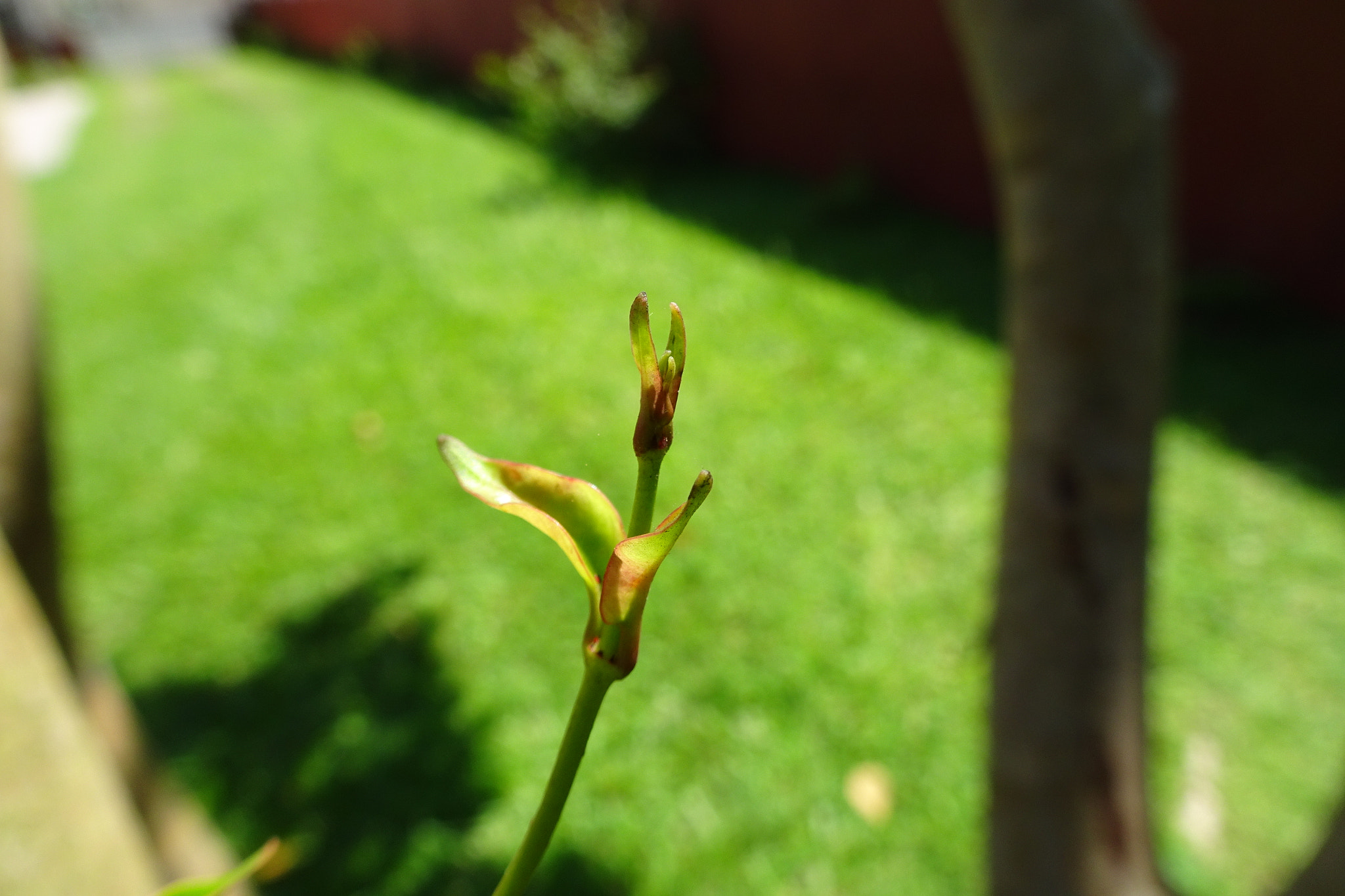 Sony Cyber-shot DSC-WX500 sample photo. 52@362 - my yard photography