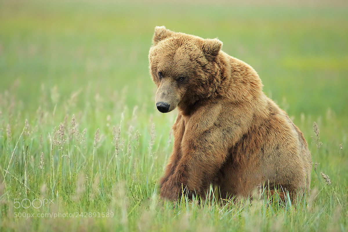 Canon EOS-1D X sample photo. Alaskan brown bear boar photography