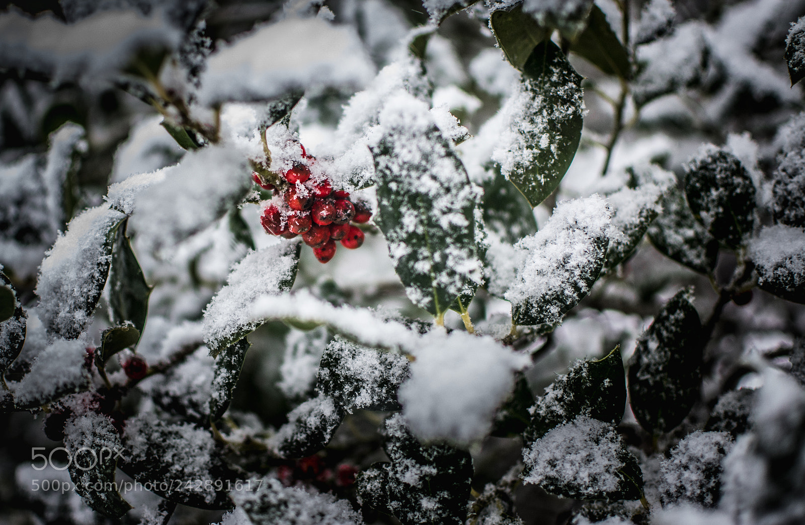 Nikon D7100 sample photo. Wilson photography