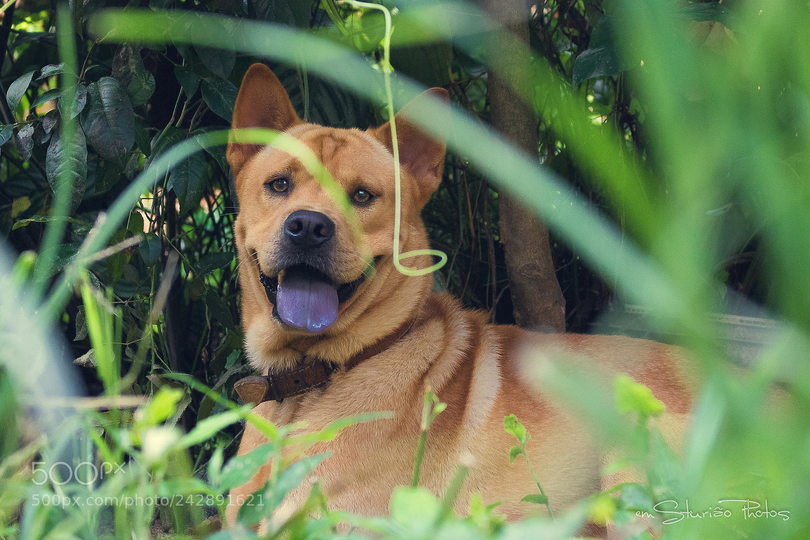 Canon EOS 750D (EOS Rebel T6i / EOS Kiss X8i) sample photo. Jimmy photography
