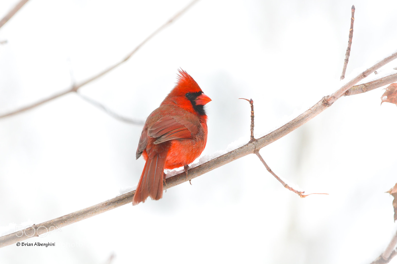 Nikon D7100 sample photo. Snowbird photography