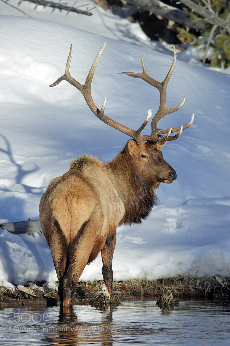 Canon EOS-1D X sample photo. Bull elk during winter photography