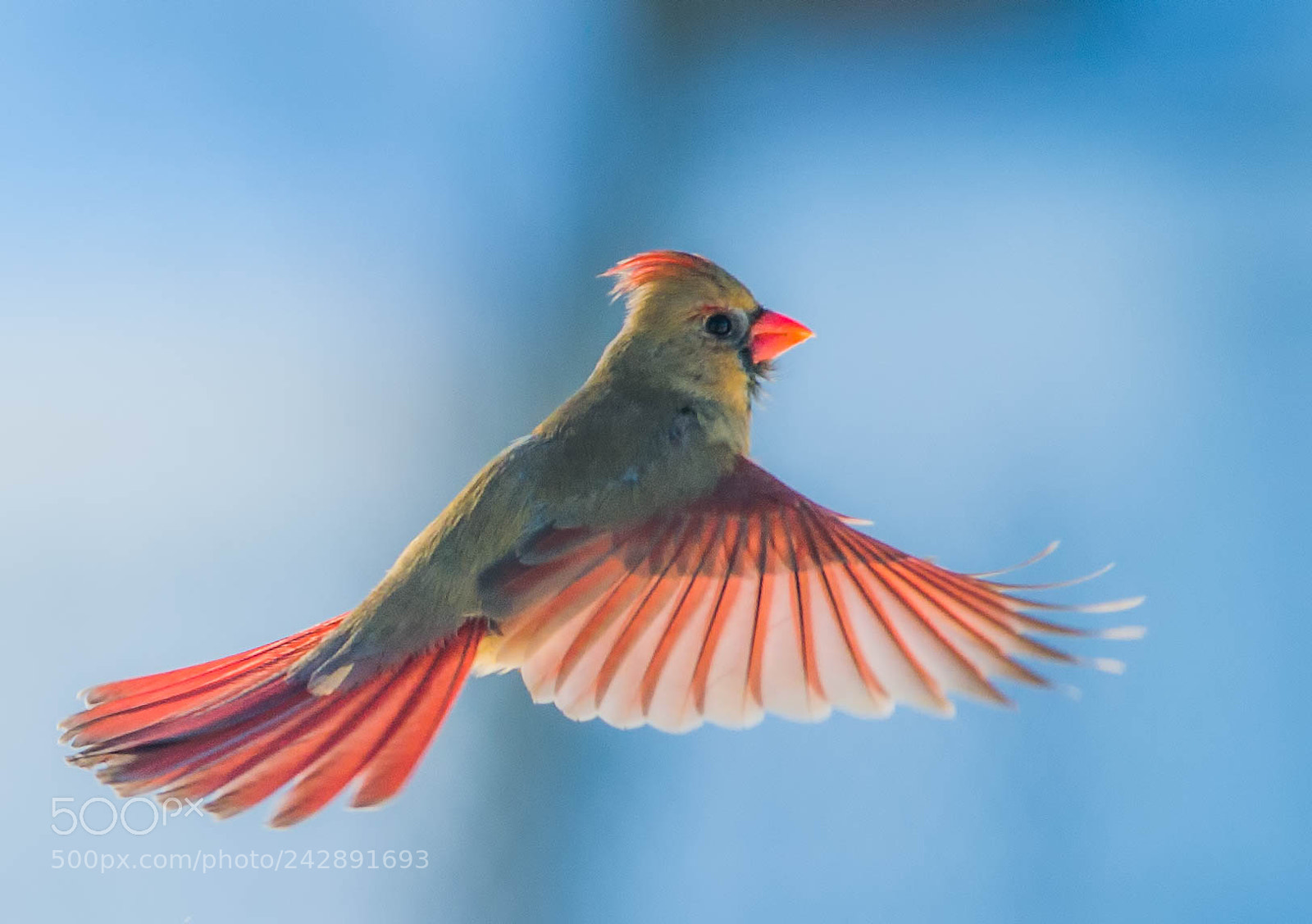 Nikon D4 sample photo. Female cardinal spread in photography