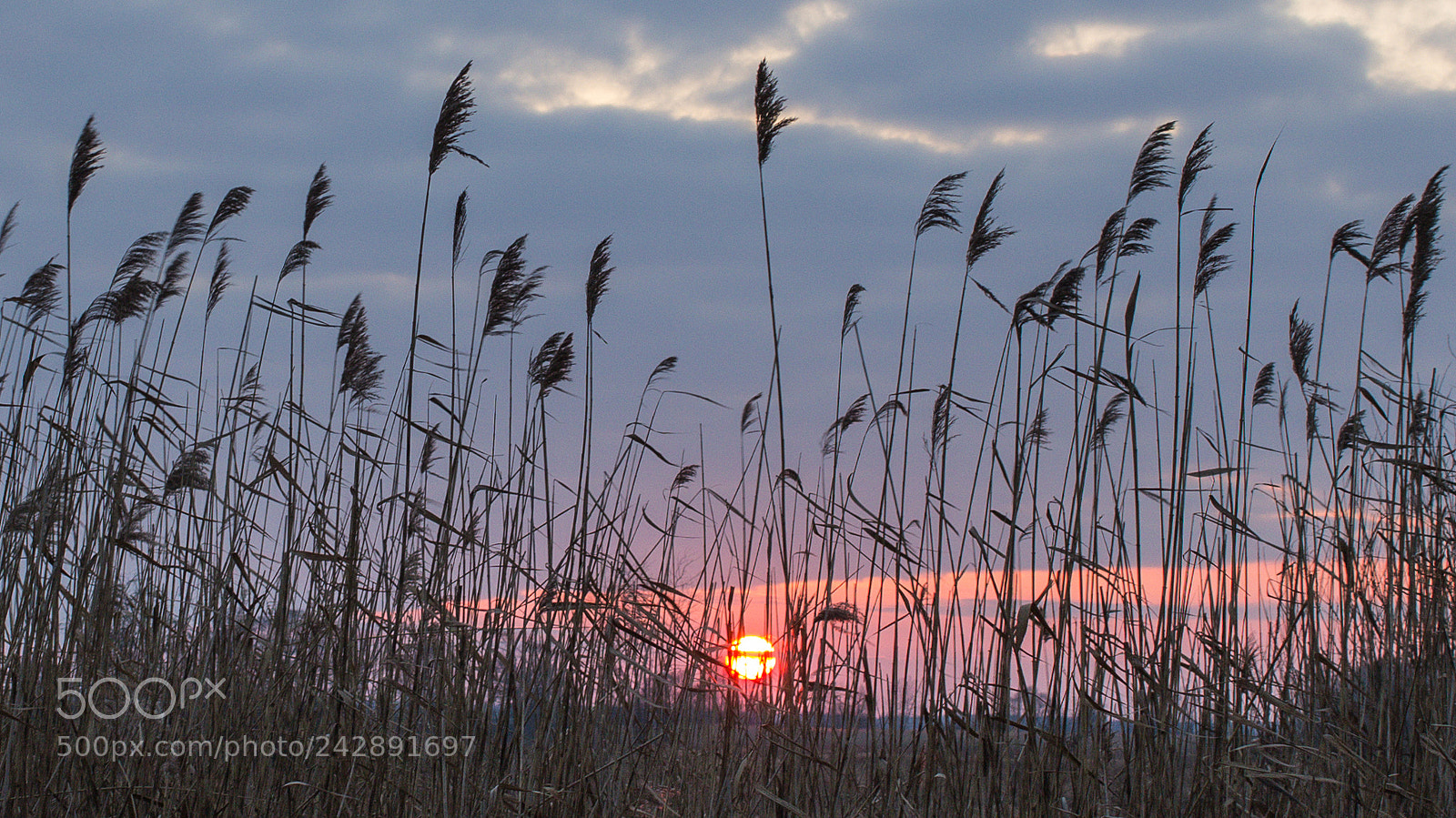 Canon EOS 1200D (EOS Rebel T5 / EOS Kiss X70 / EOS Hi) sample photo. Dry grass photography