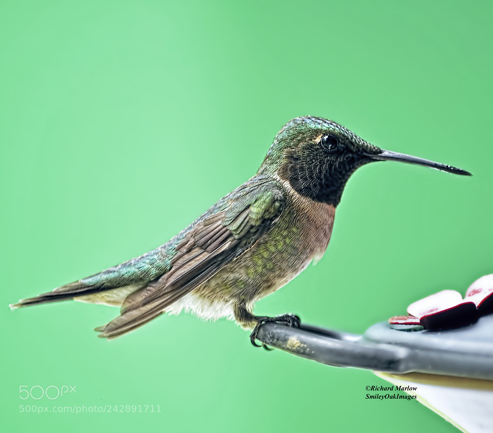 Nikon D5000 sample photo. Hummingbird photography