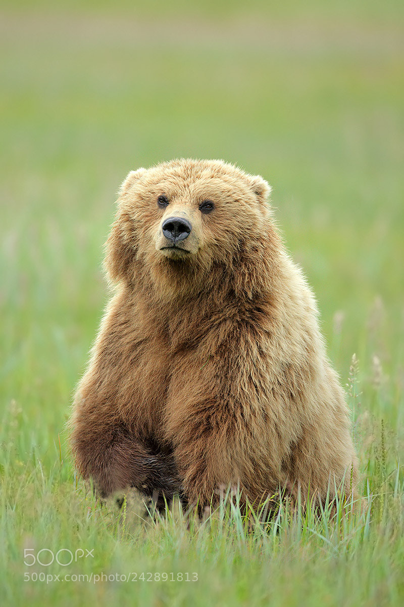 Canon EOS-1D X sample photo. Alaskan brown bear photography