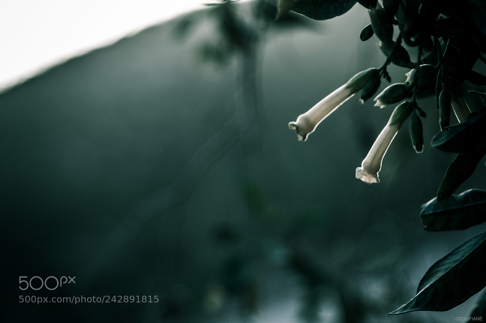 Canon EOS 50D sample photo. 25879162368.jpg photography