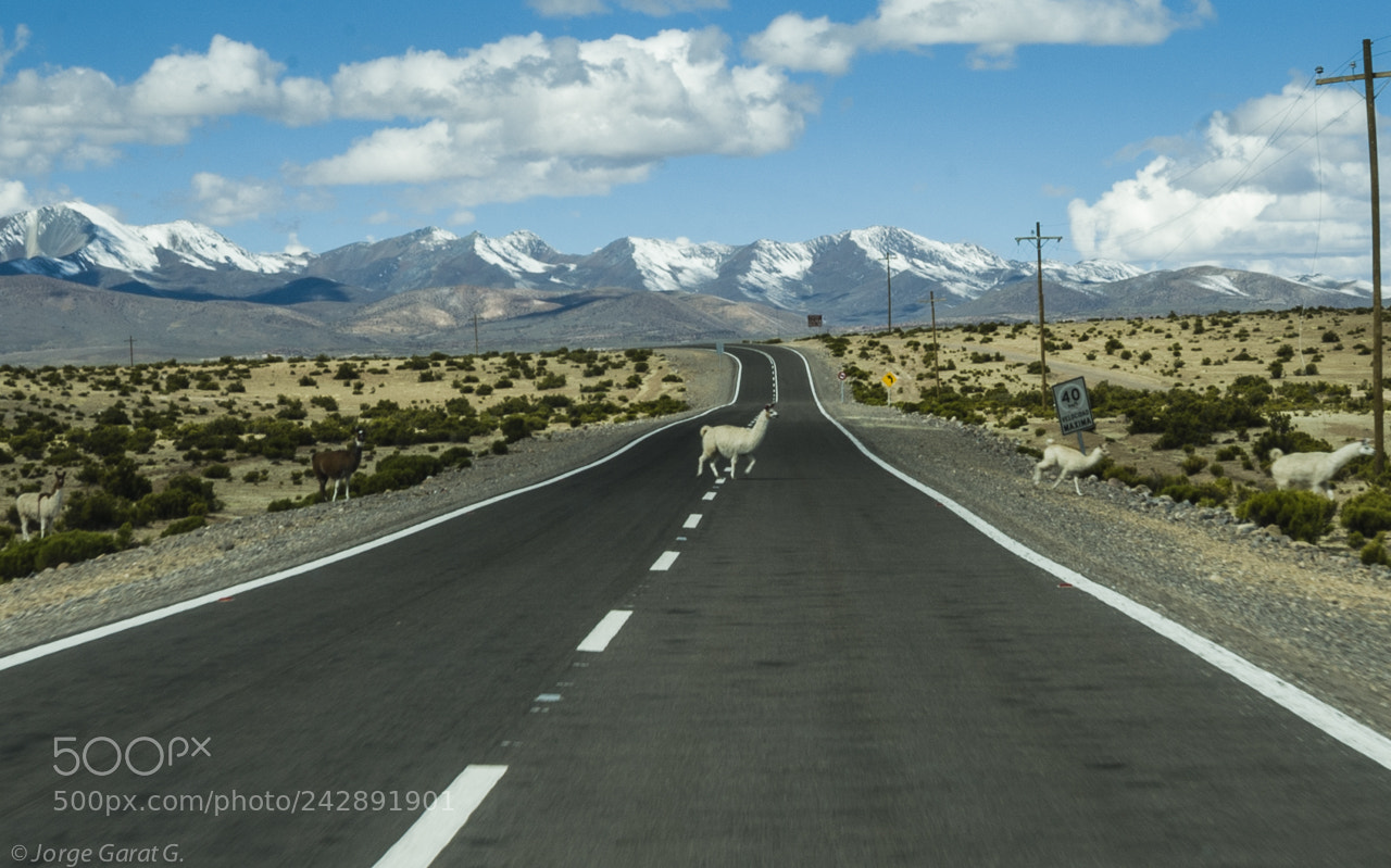 Nikon D700 sample photo. Came lidos llamas en photography