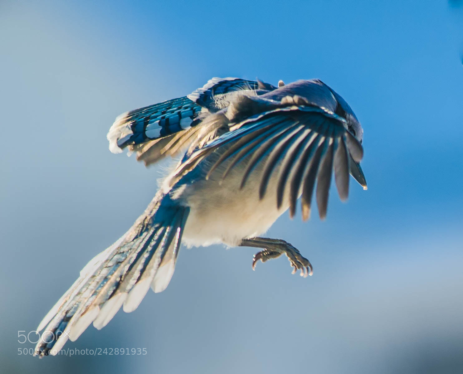 Nikon D4 sample photo. Blue jay 1! photography